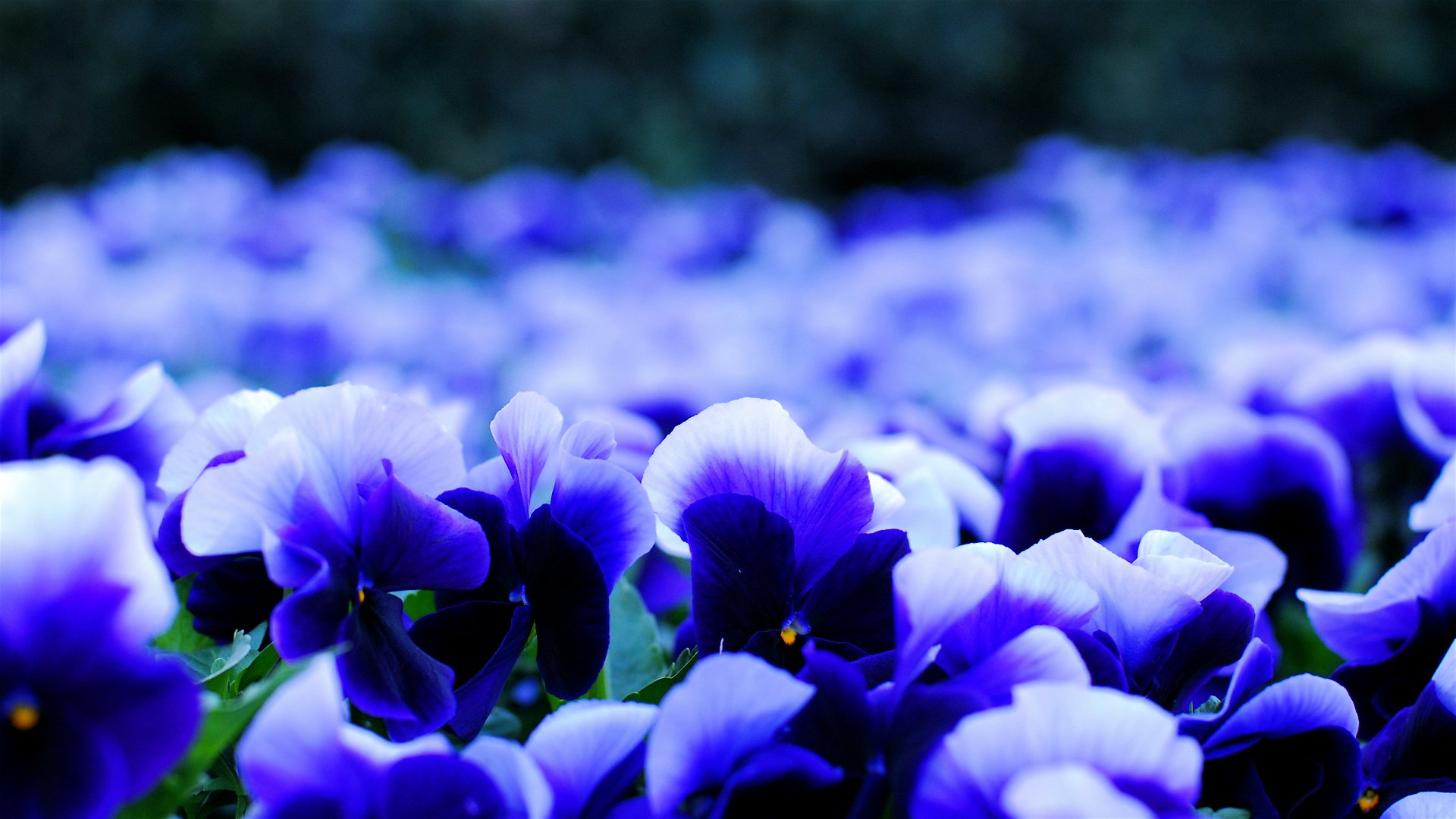 stiefmütterchen viola weiß-blau blütenblätter blumen unschärfe