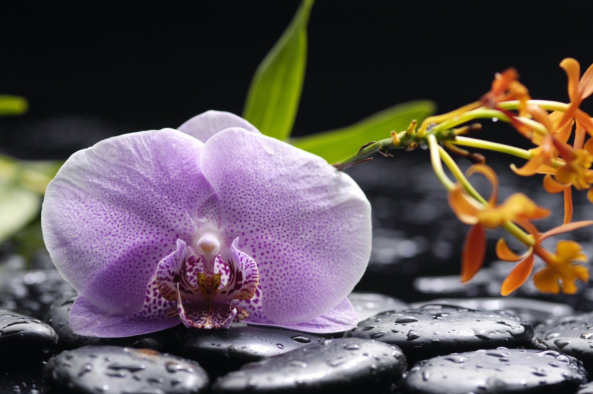 orchidea lilla petali bellezza acqua gocce pietre nere fiori tenerezza orchidee phalaenopsis lilla pietre nere