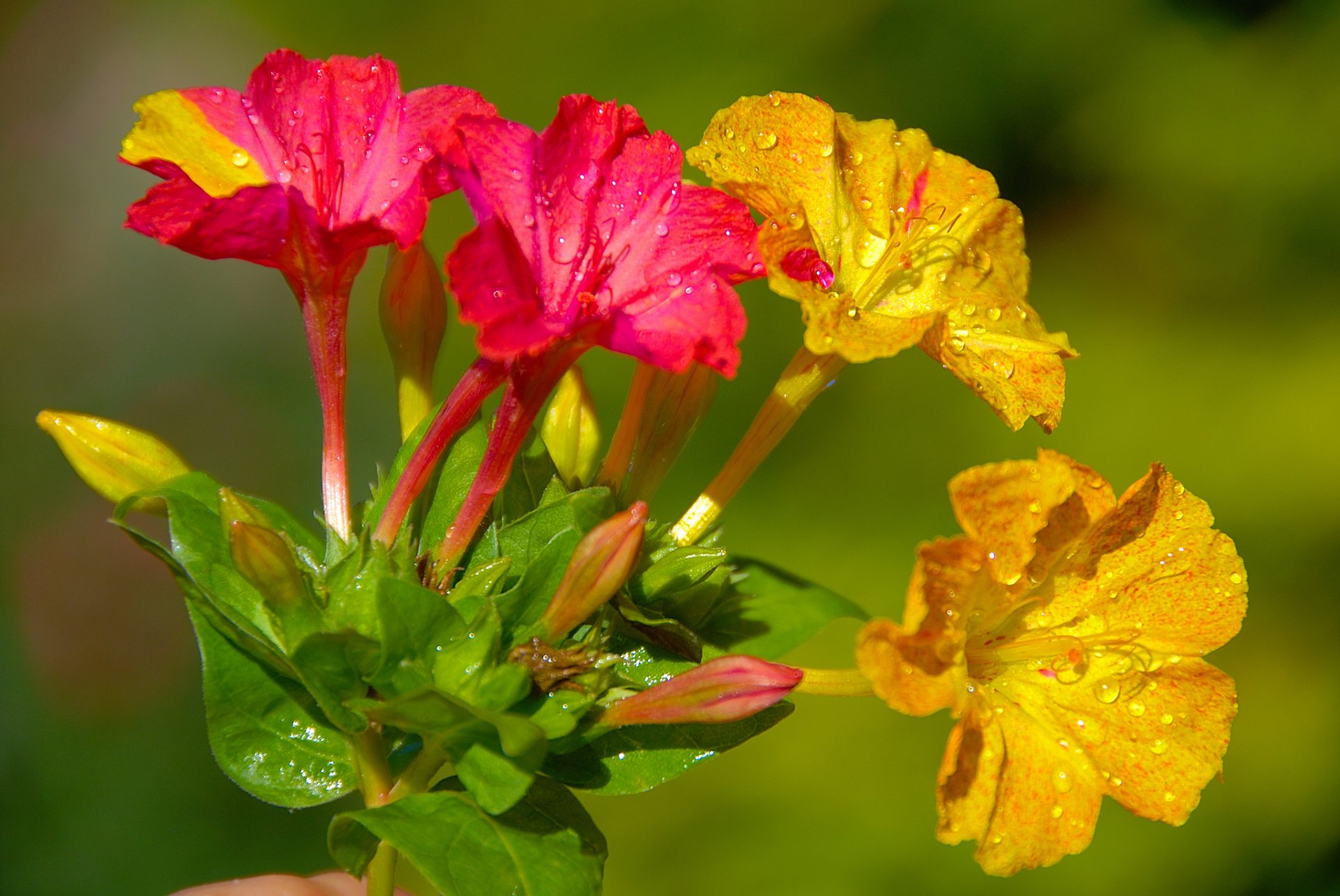 nocne piękno mirabilis jalapa makro