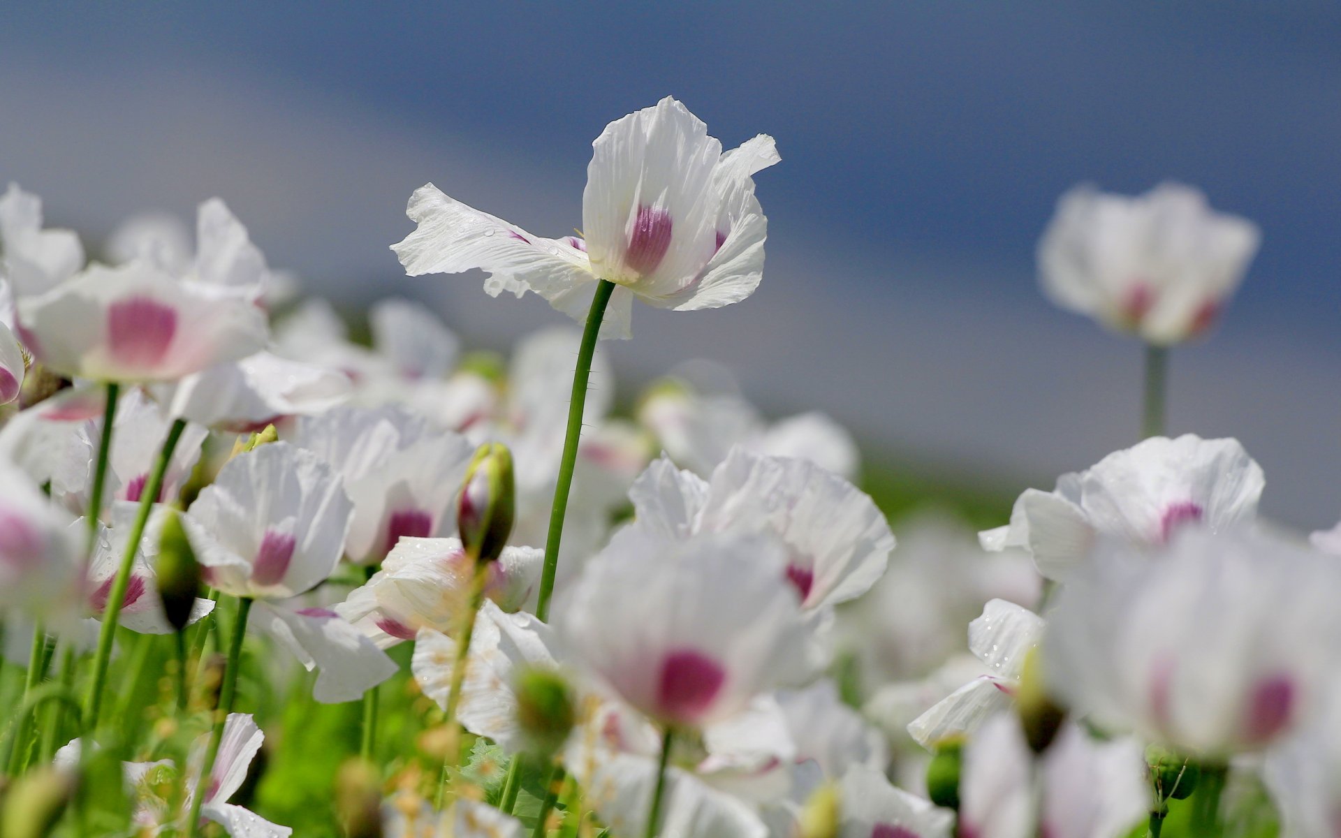 fiori papaveri estate