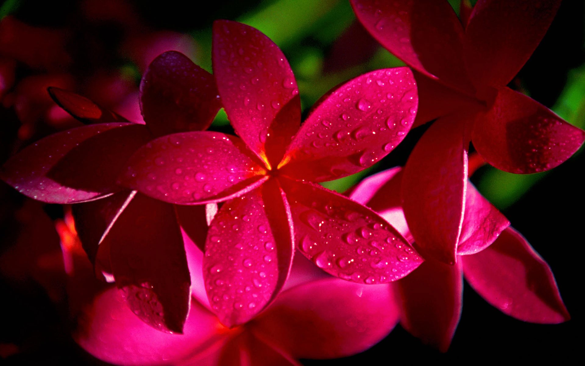 plumeria frangipani kwiaty czerwone rosa krople