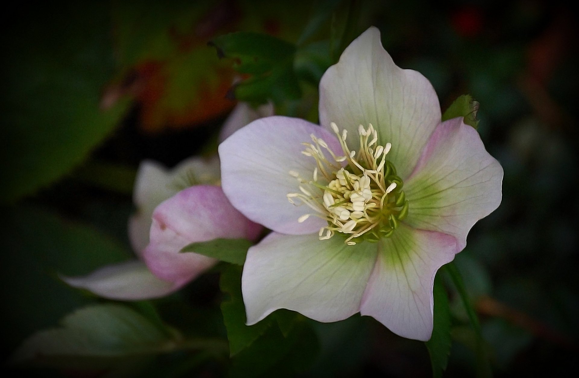 flower white-pink background dark