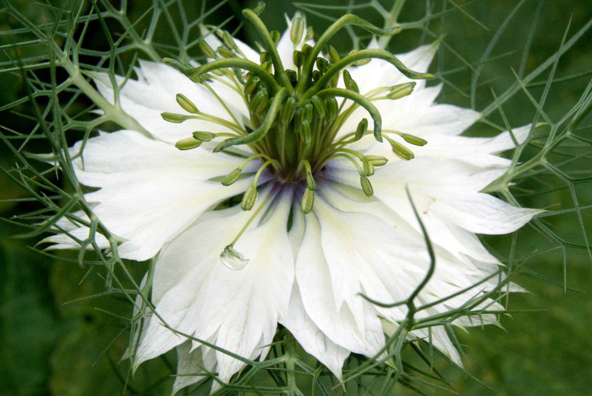 fond blanc pétales macro nigella