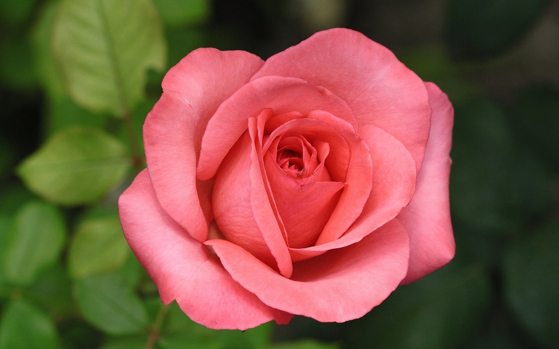 rosa bocciolo macro