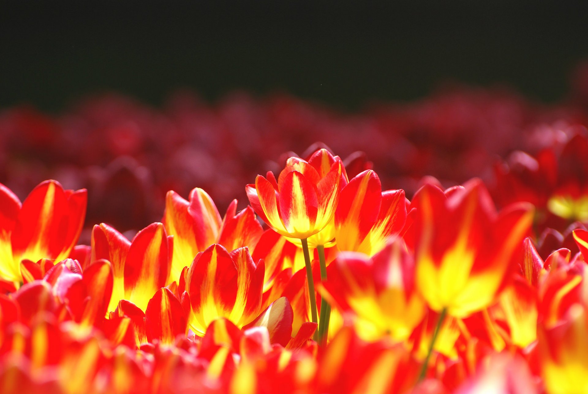 parterre de fleurs fleurs tulipes jaune-rouge lumineux