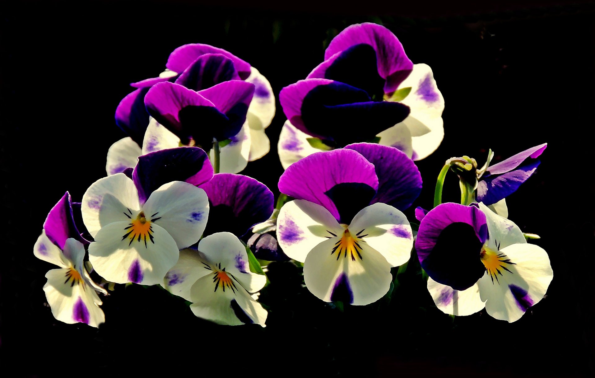 flower pansy black background