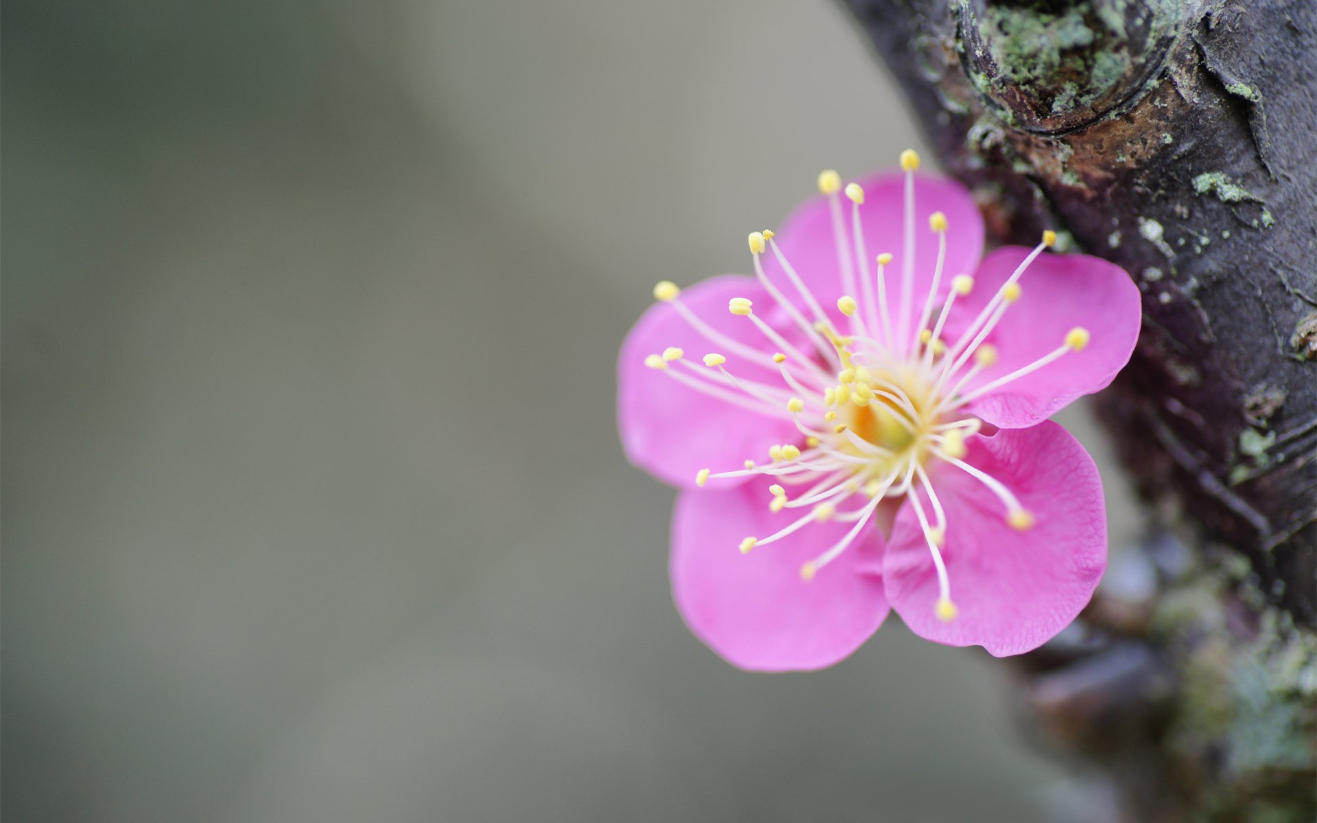 fiore ramo albero sakura