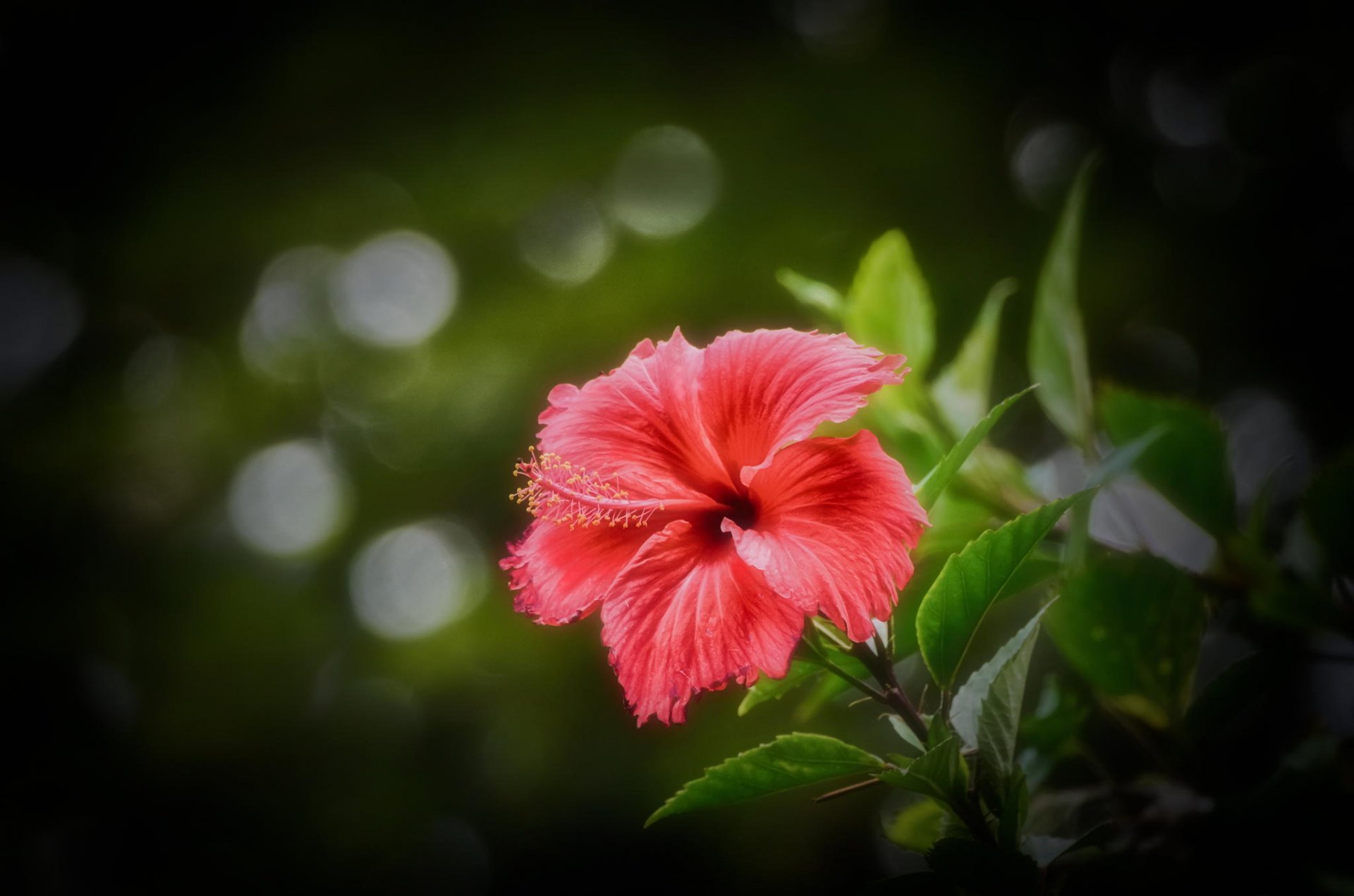 różowy hibiskus rozmycie tło