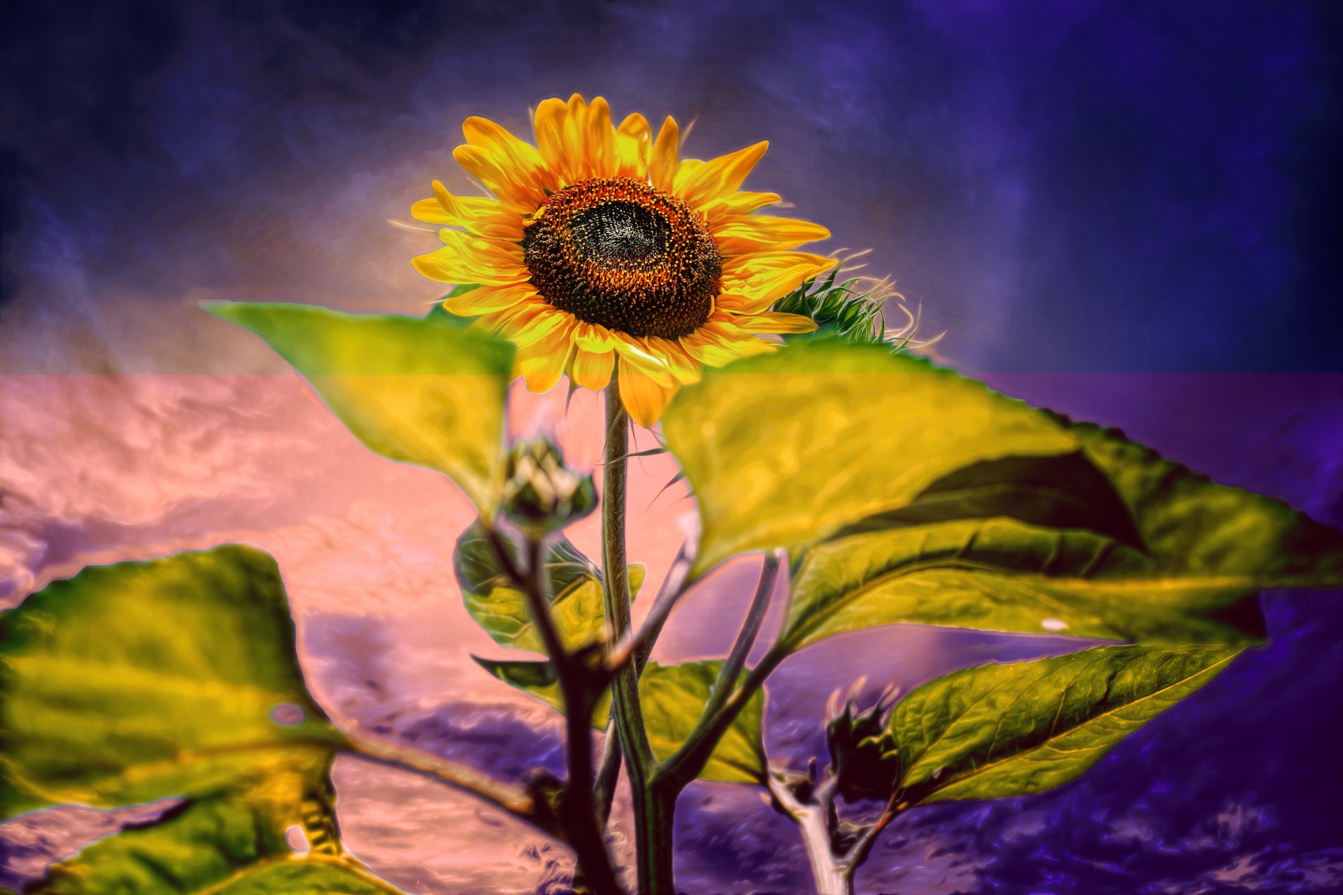 un flor girasol procesamiento