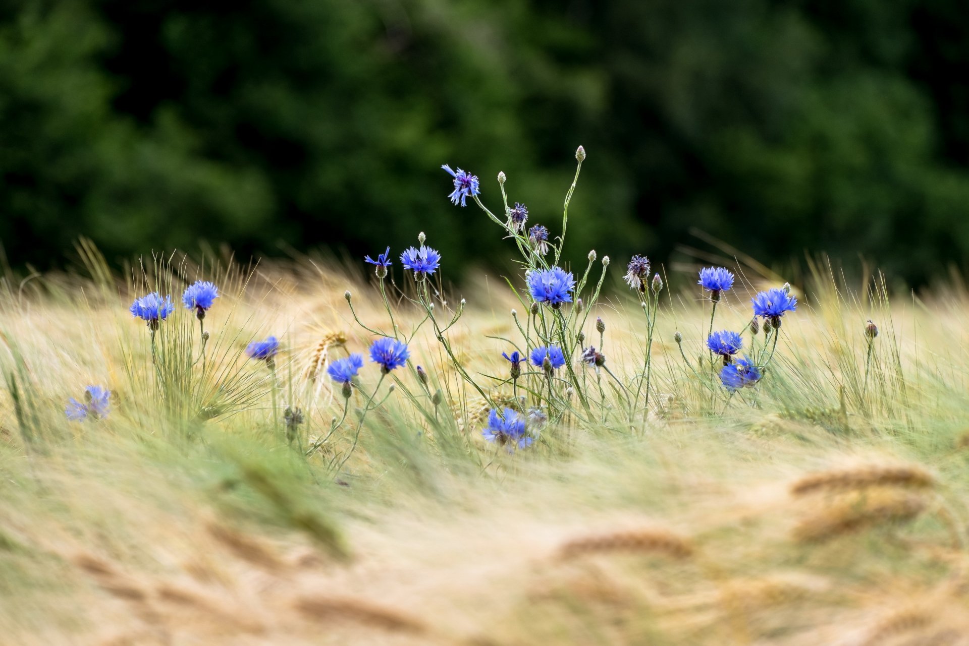 champ blé épis fleurs bleuets bokeh