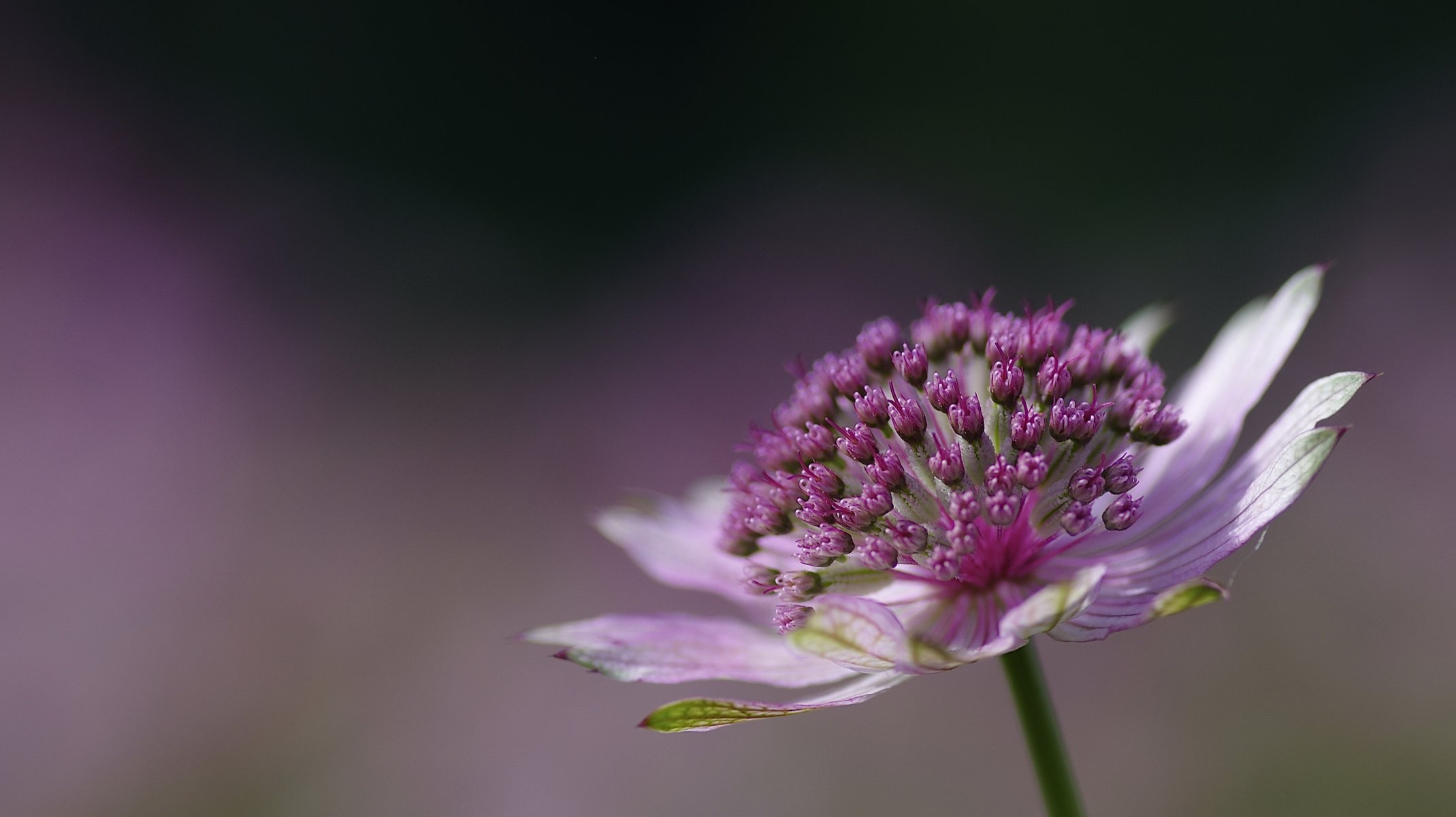 blume rosa astrancia bokeh