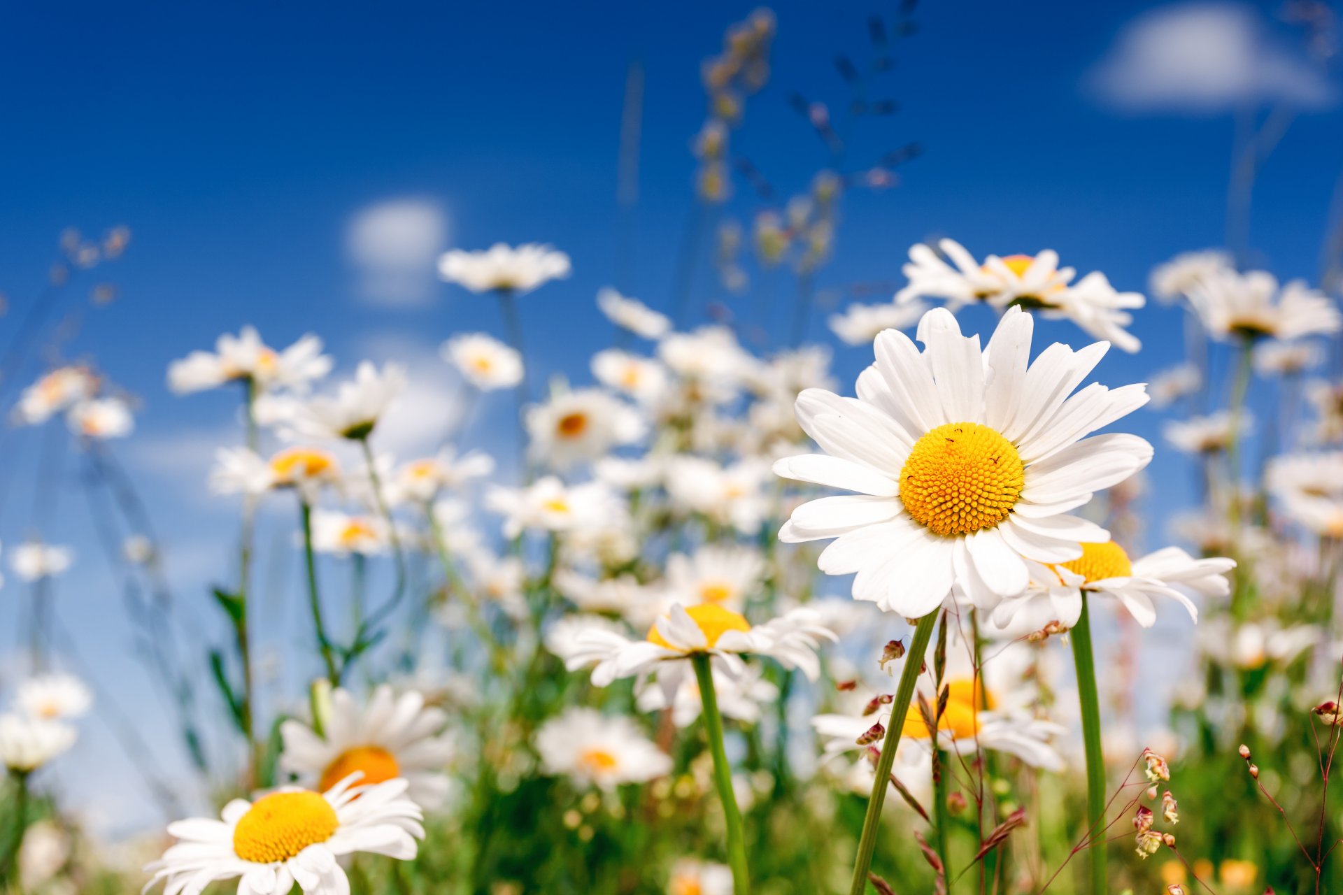 champ fleurs marguerites fleurs sauvages