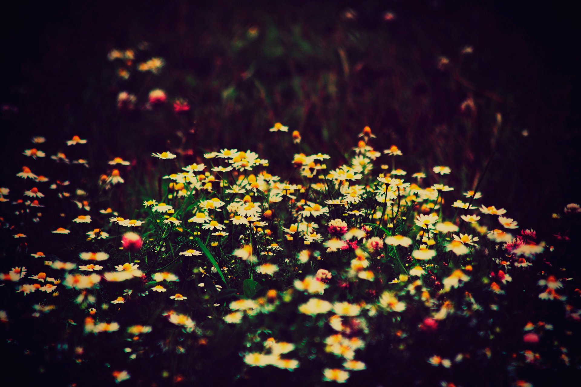 champs de fleurs champ marguerites trèfle bokeh