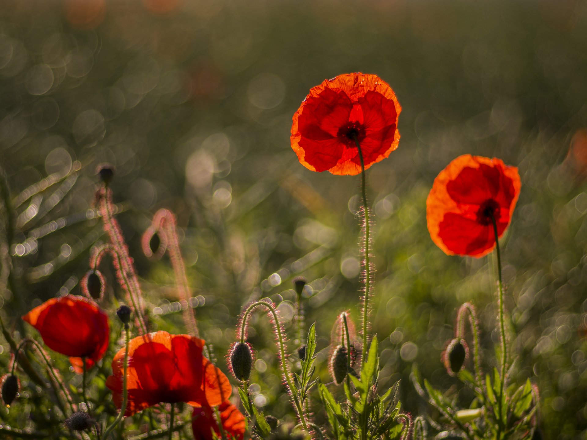 mohnblumen rot blütenblätter blumen gras blendung unschärfe