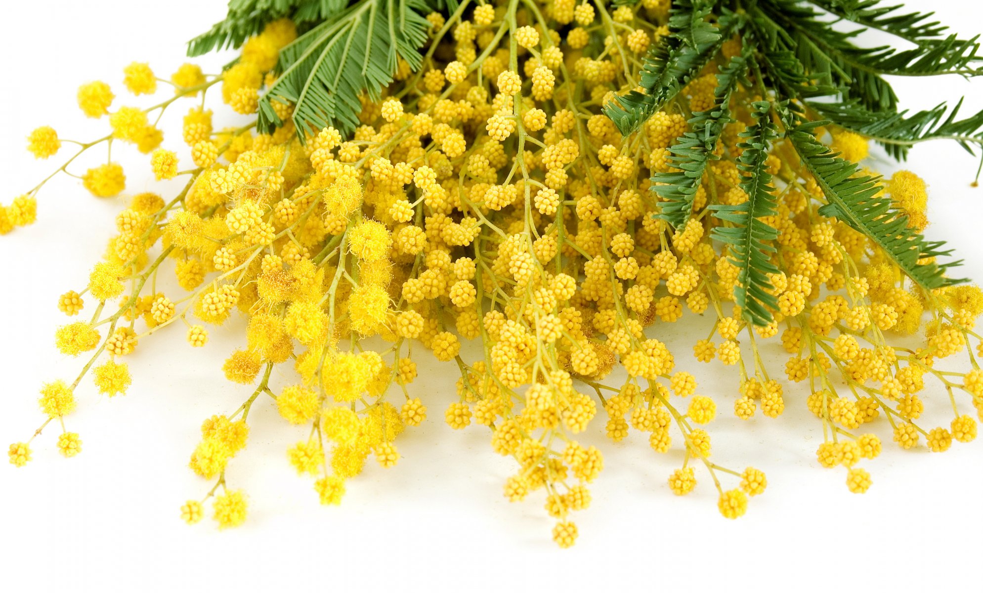 primavera fiori mimosa giallo sottile primavera