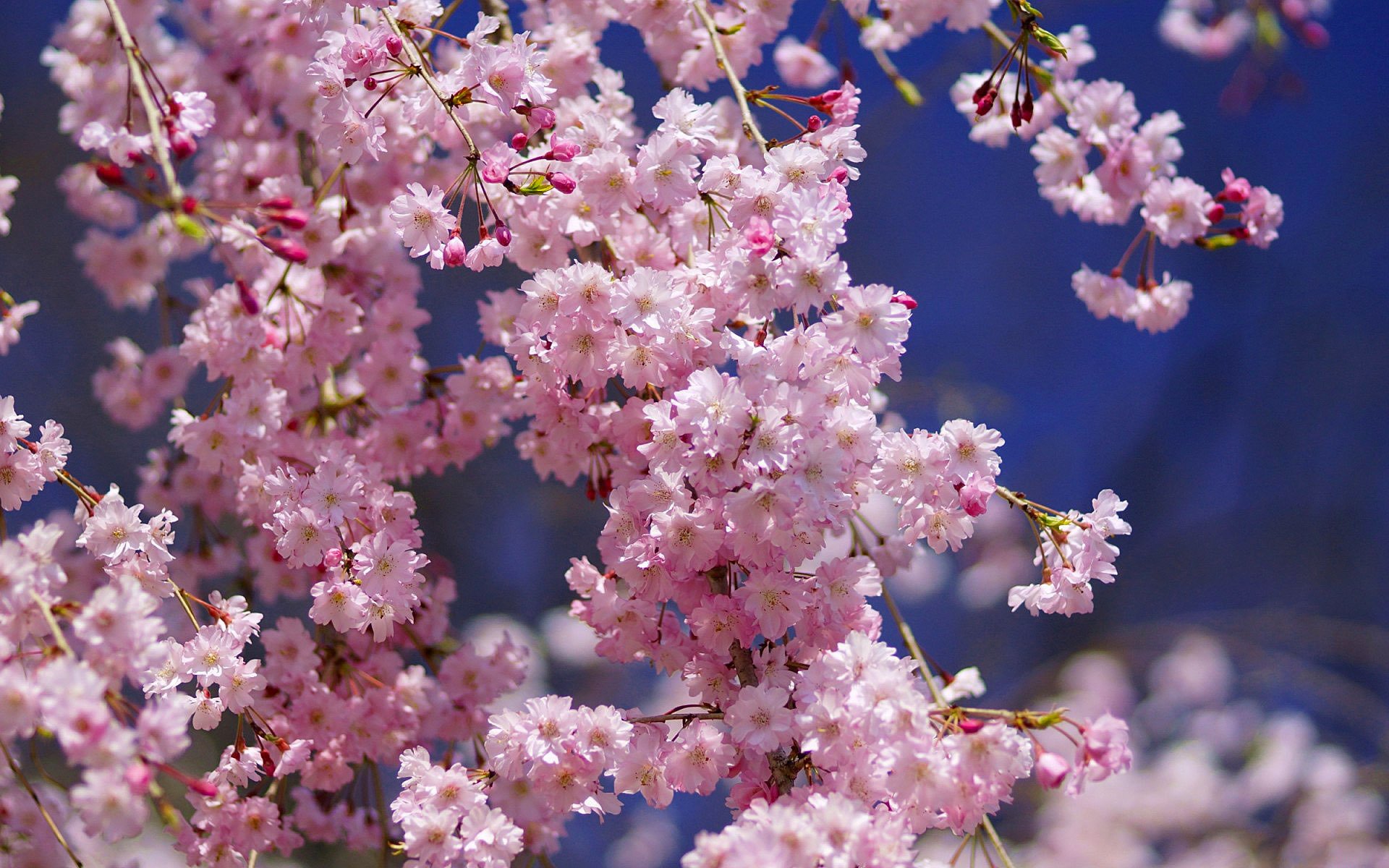 makro sakura kirsche blumen