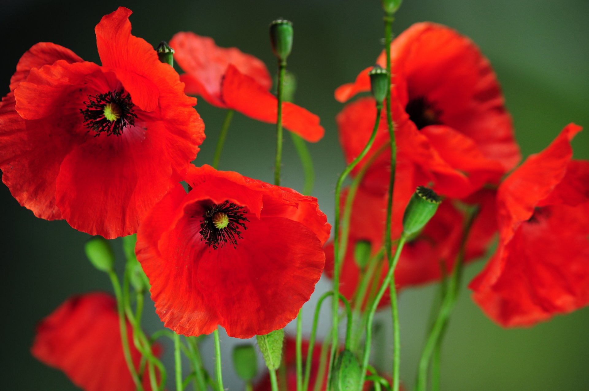 flower poppies petals spring the field nature