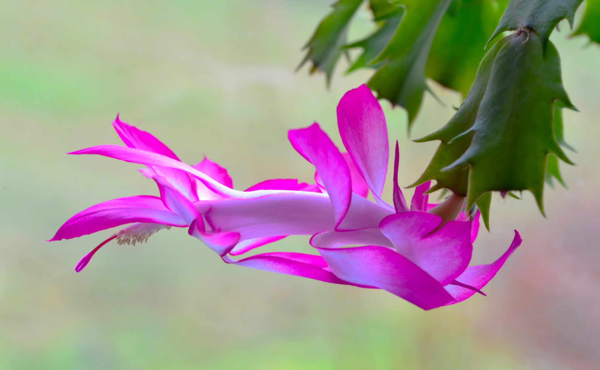 cactus fioritura petali di rosa