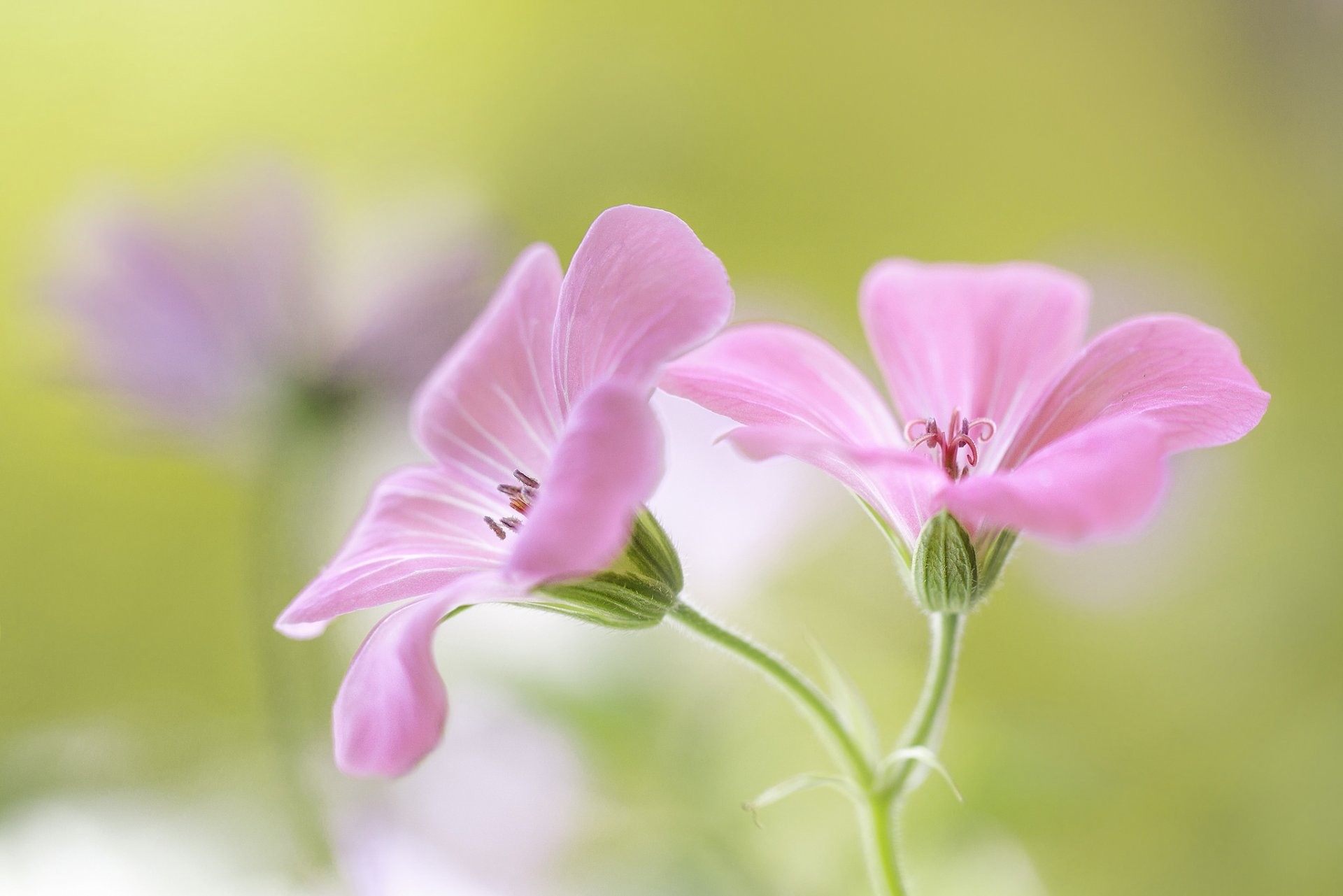 flores rosa fondo