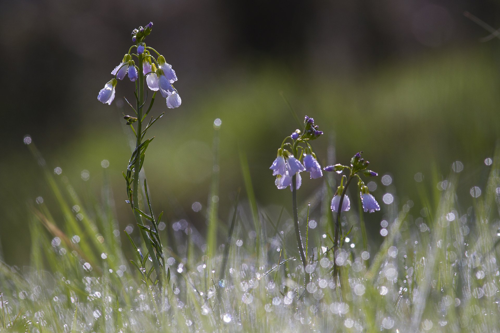 fiori blu erba rugiada gocce luci