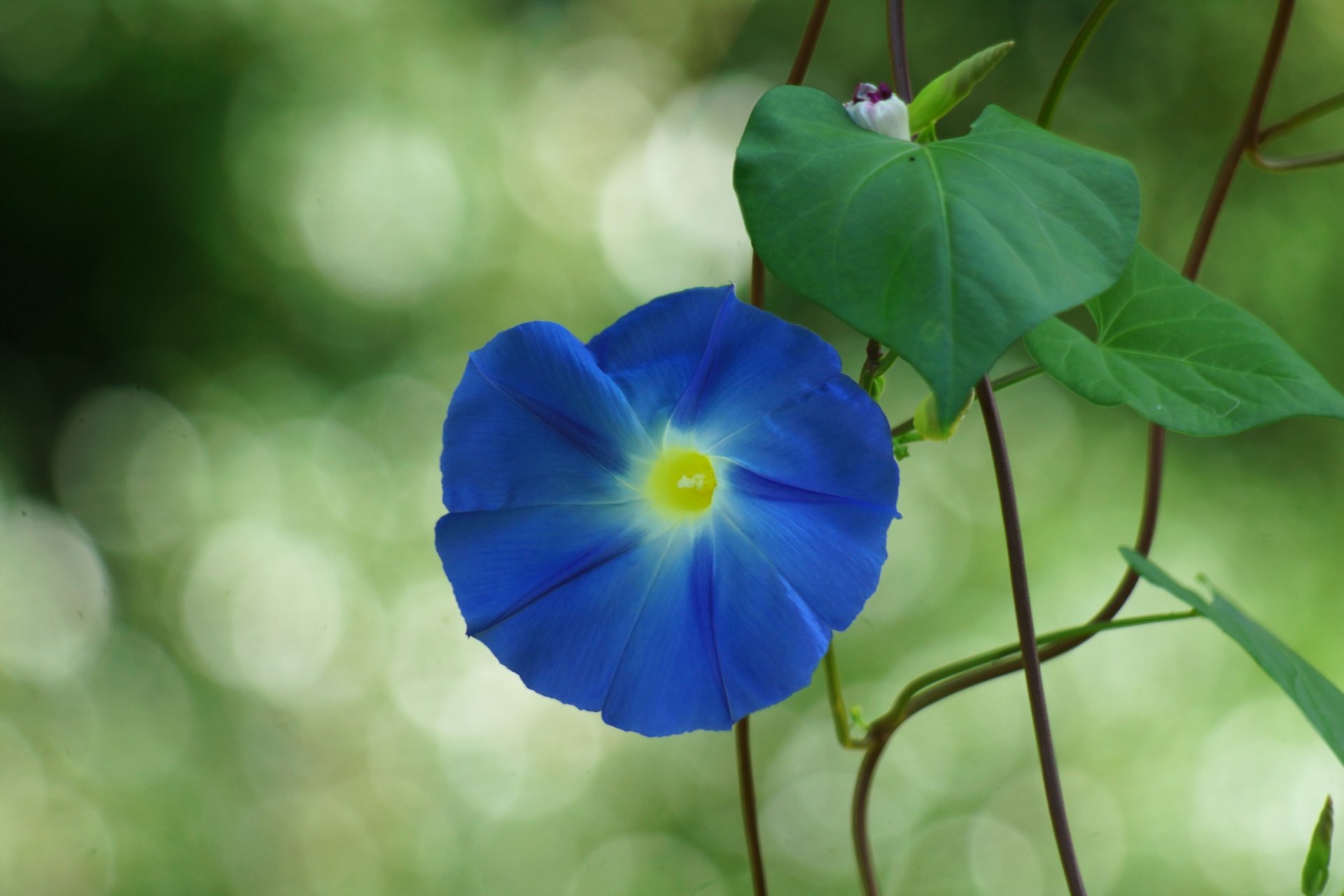 flower ipomoea bindweed vine close up bokeh