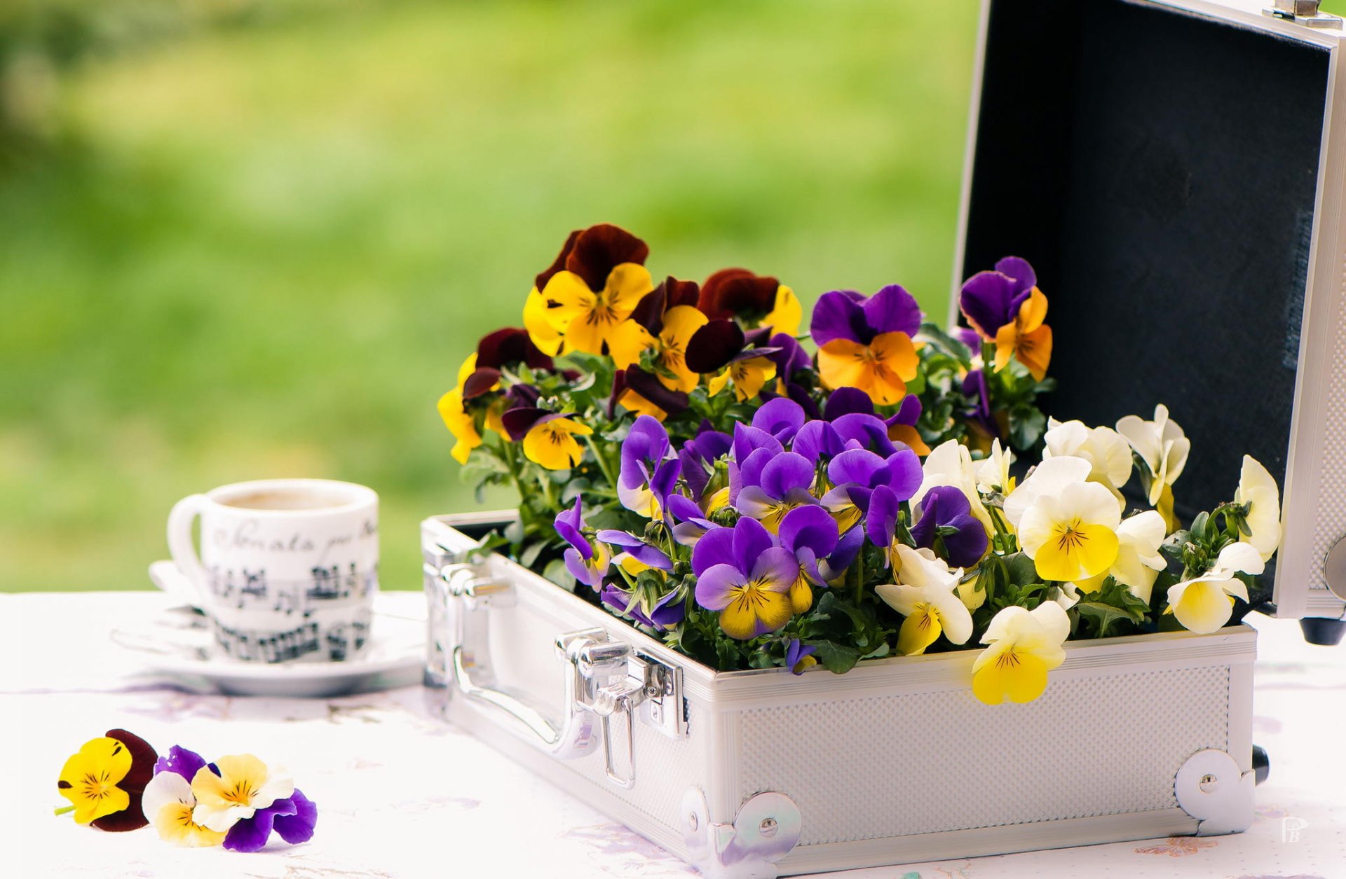 flower violet case table cup