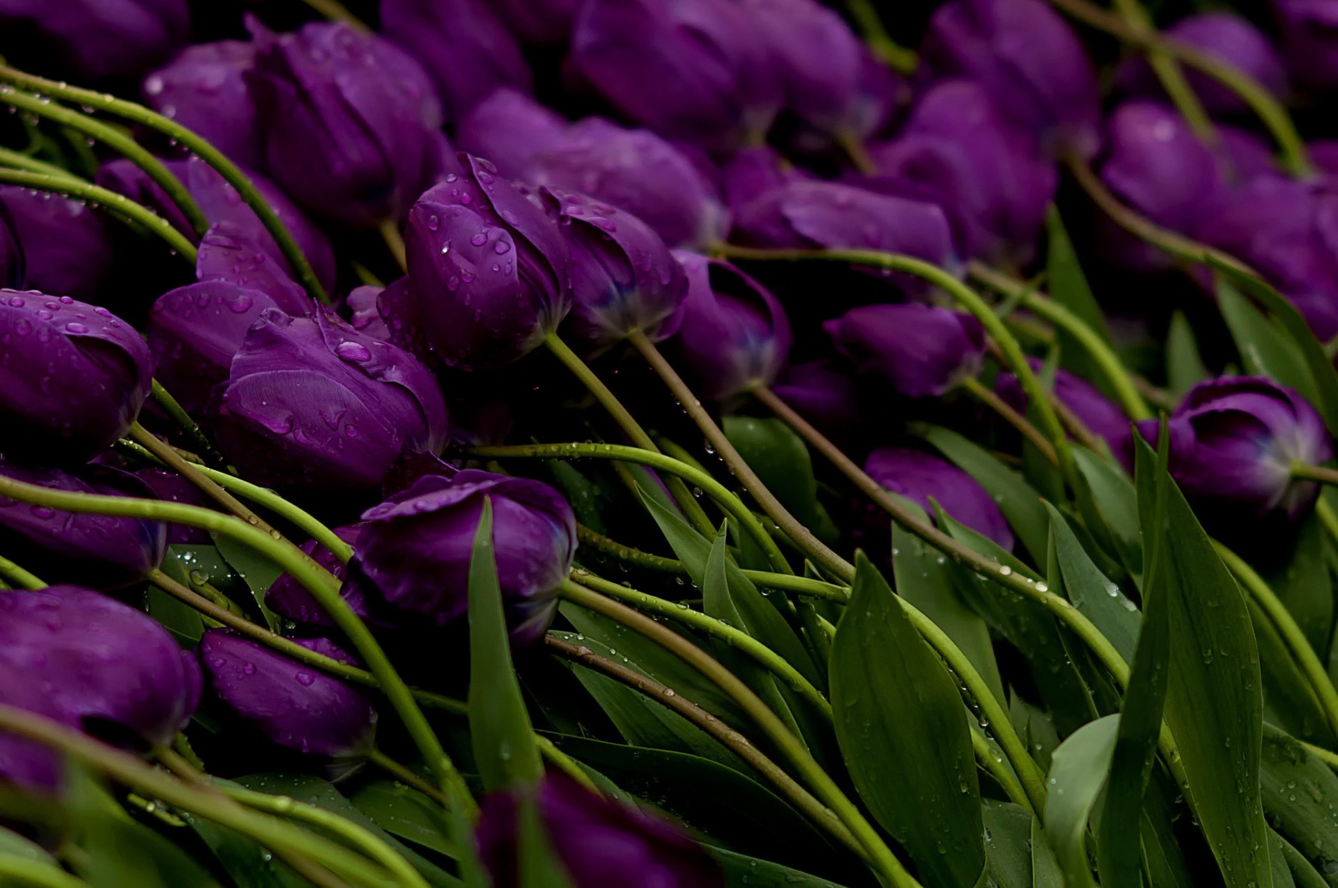 tulipani fiori viola boccioli steli gocce acqua