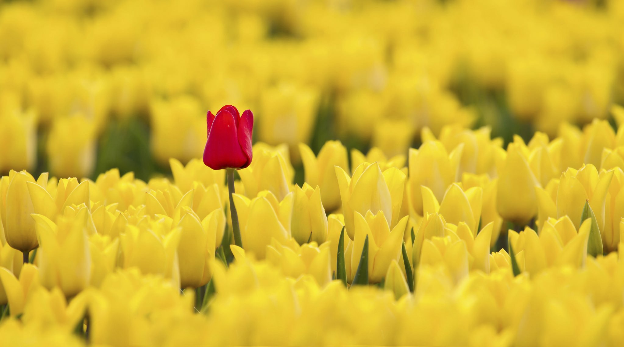 tulipanes rojo