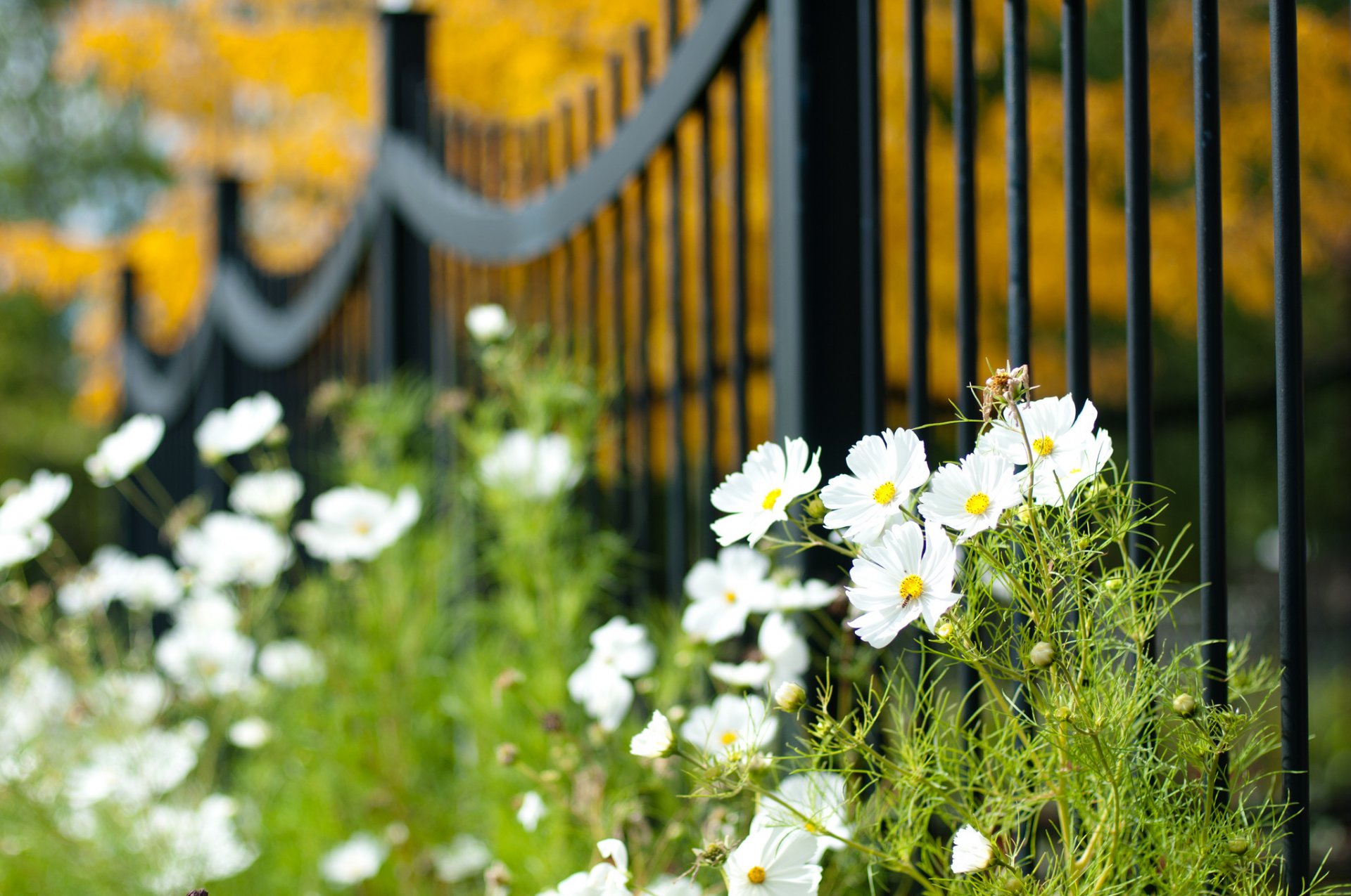 cosmea białe płatki kwiaty ogrodzenie rozmycie