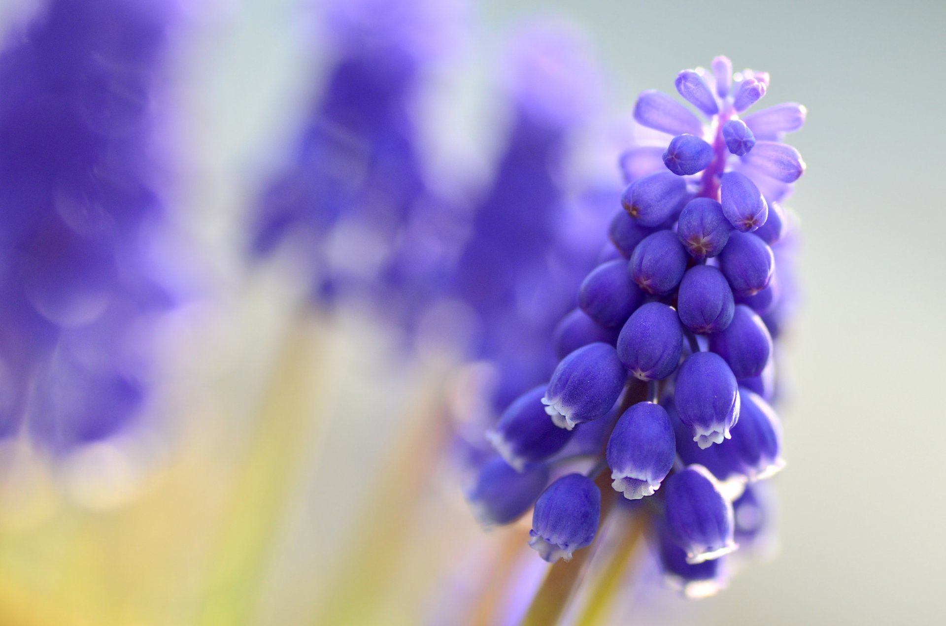 muscari niebieski kwiaty makro rozmycie