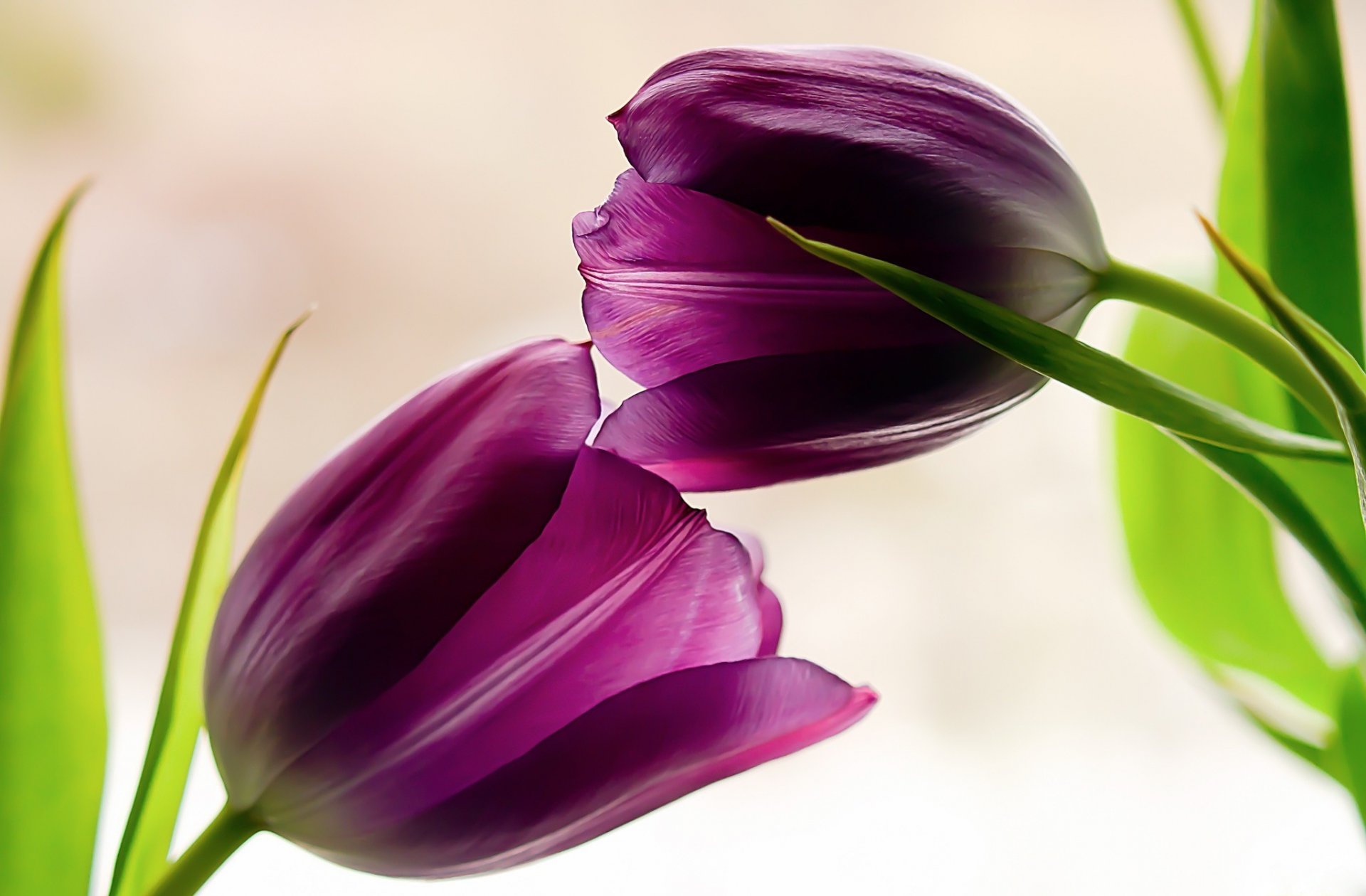 tulips flower petal