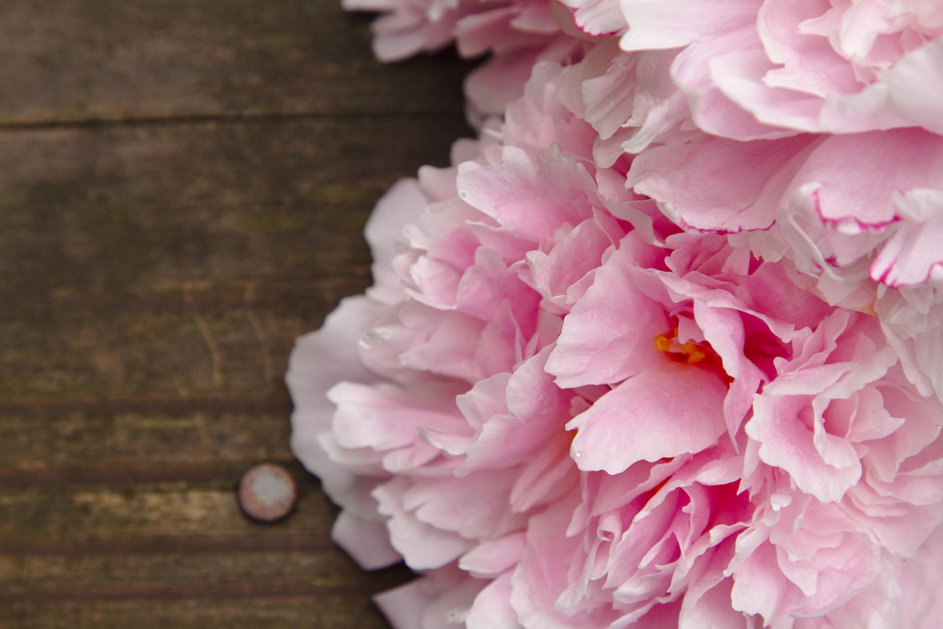 peonie macro fiori rosa