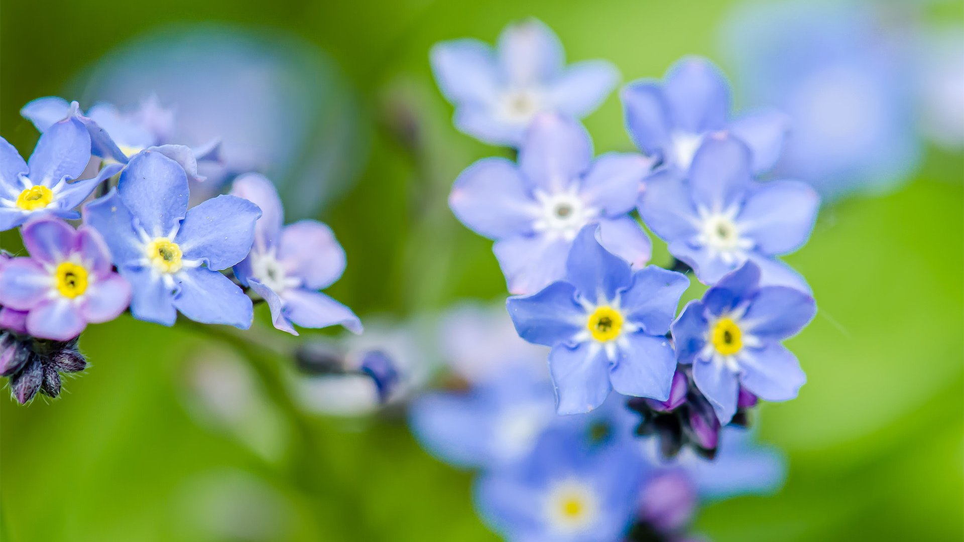 nomeolvides flores azul enfoque verde