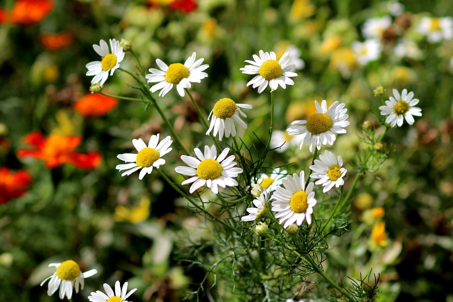 gänseblümchen sonne sommer