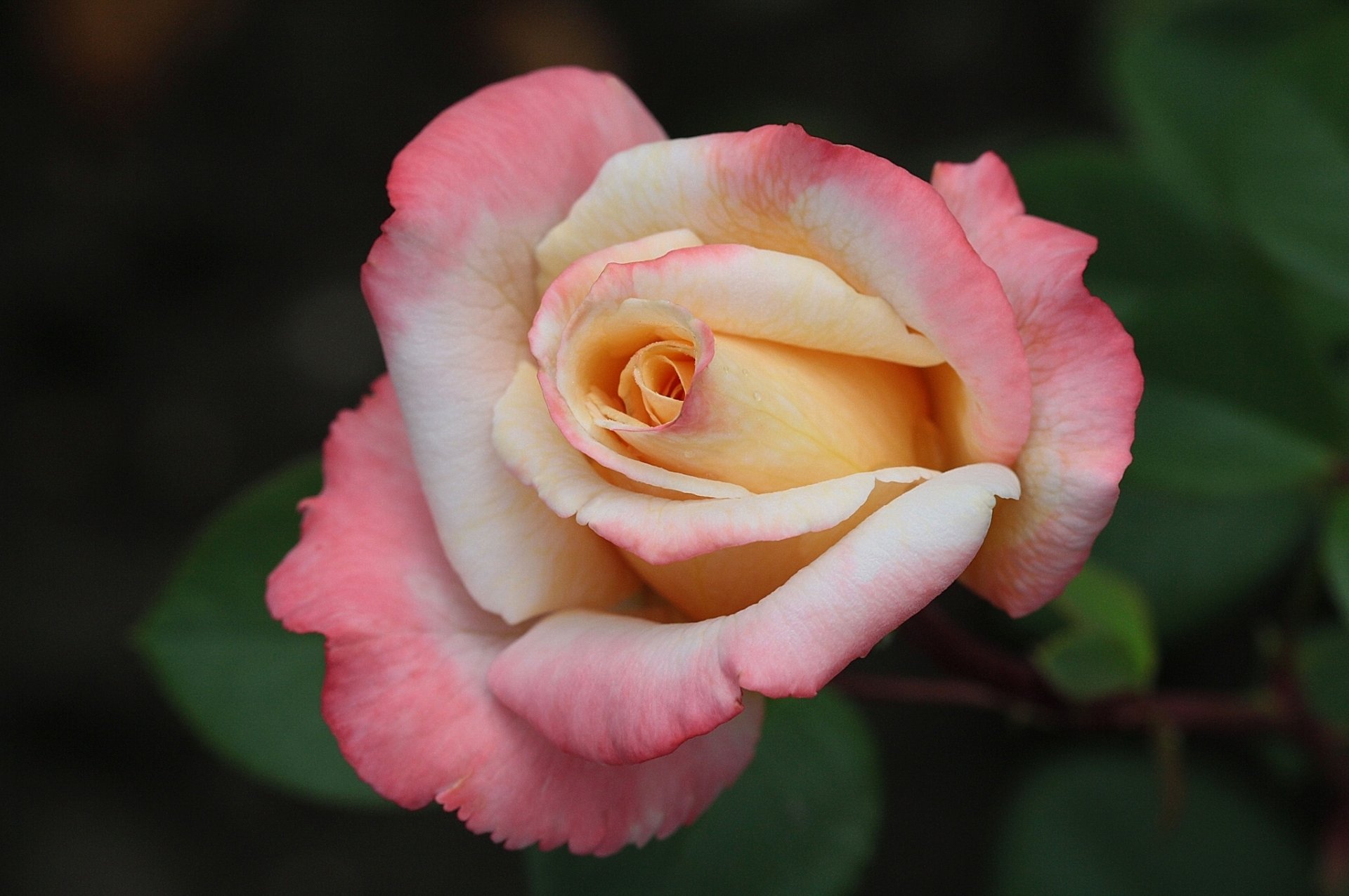 rosa brote macro