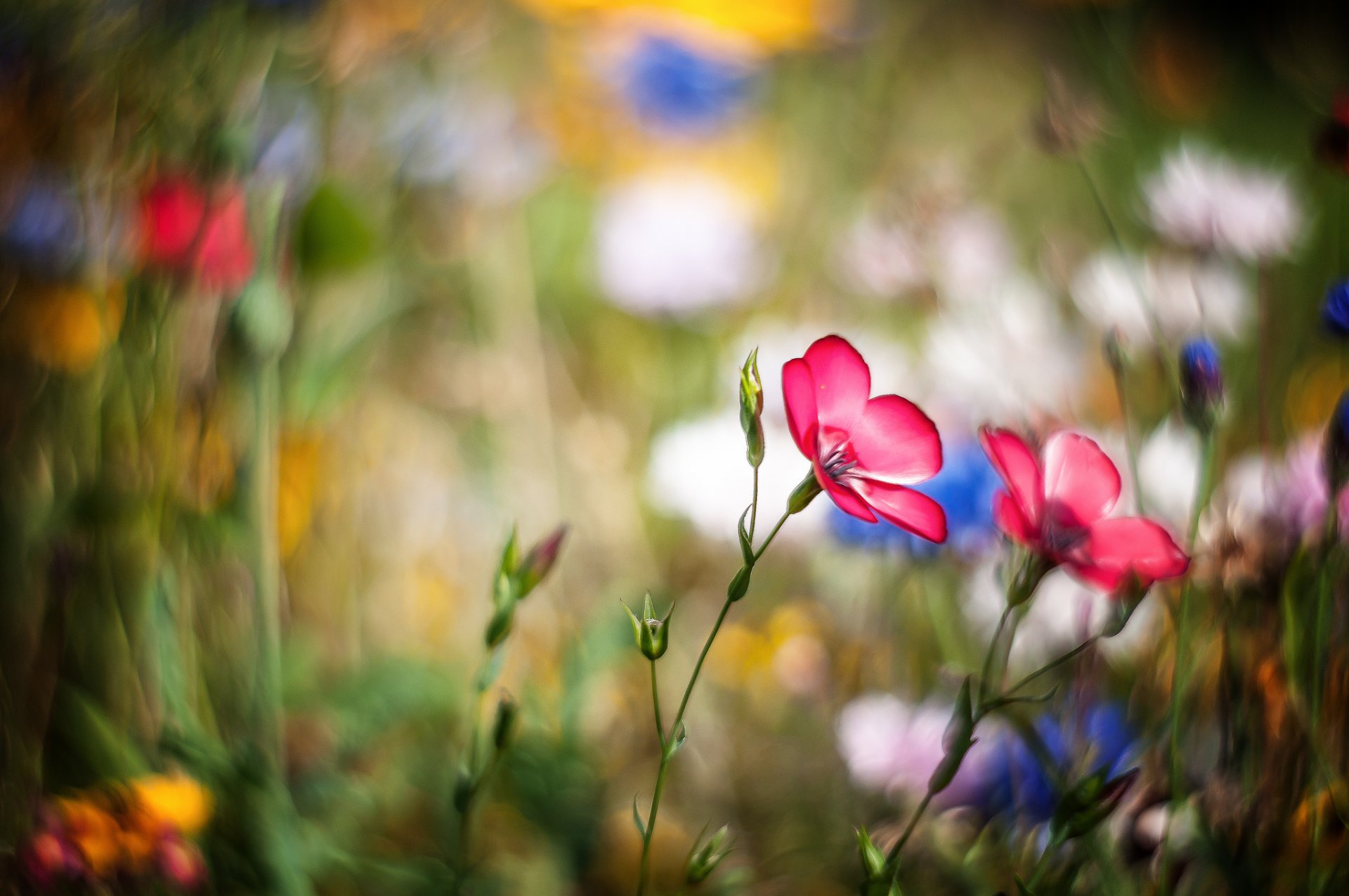 wiese blumen rosa bokeh