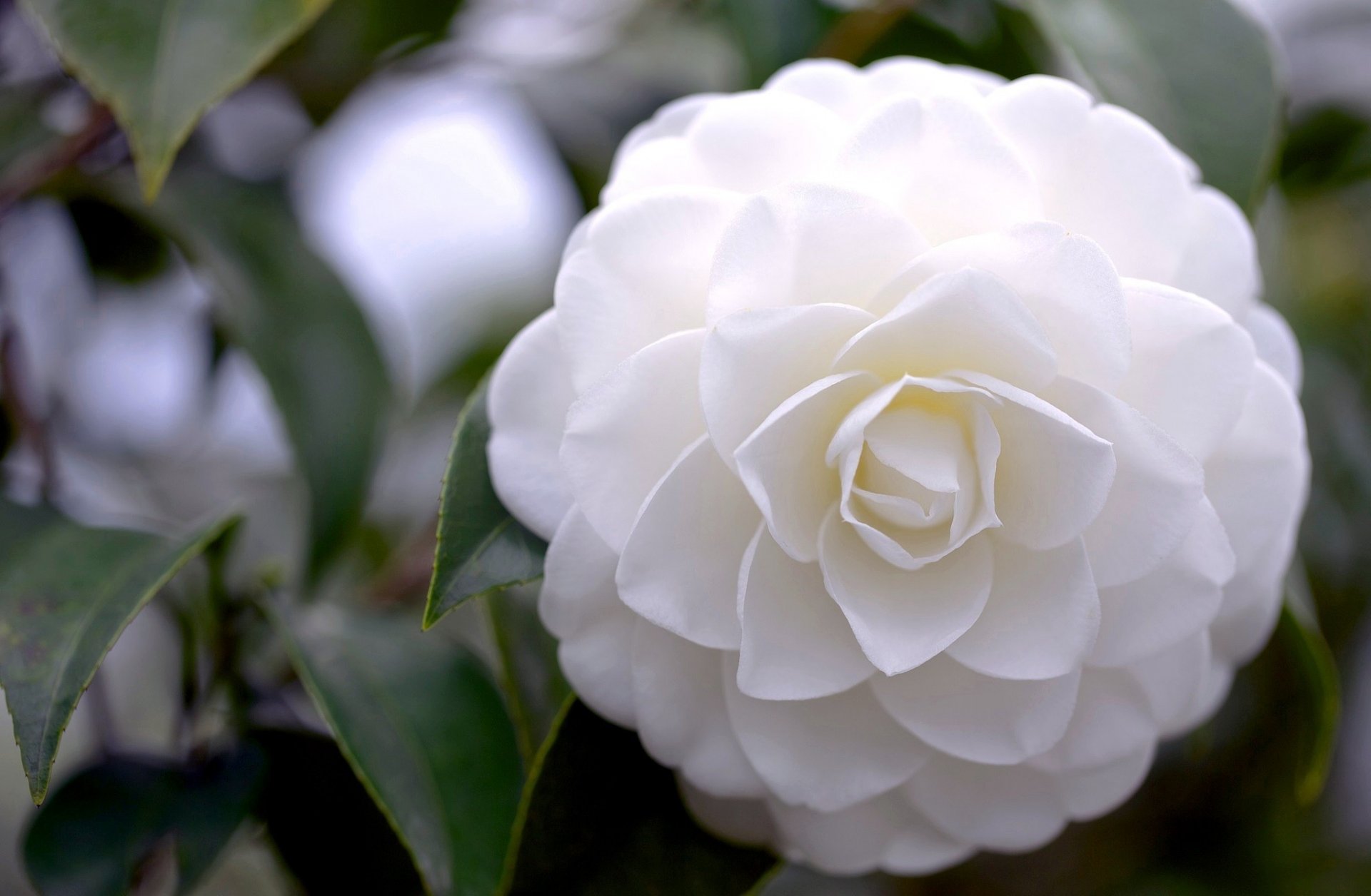 camelia bianco fiore petali