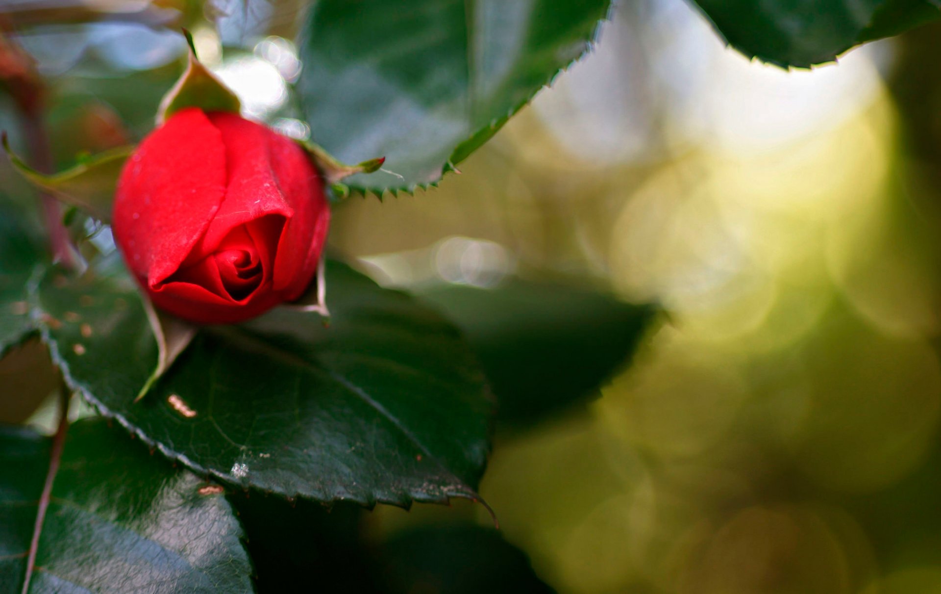 rosa macro germoglio