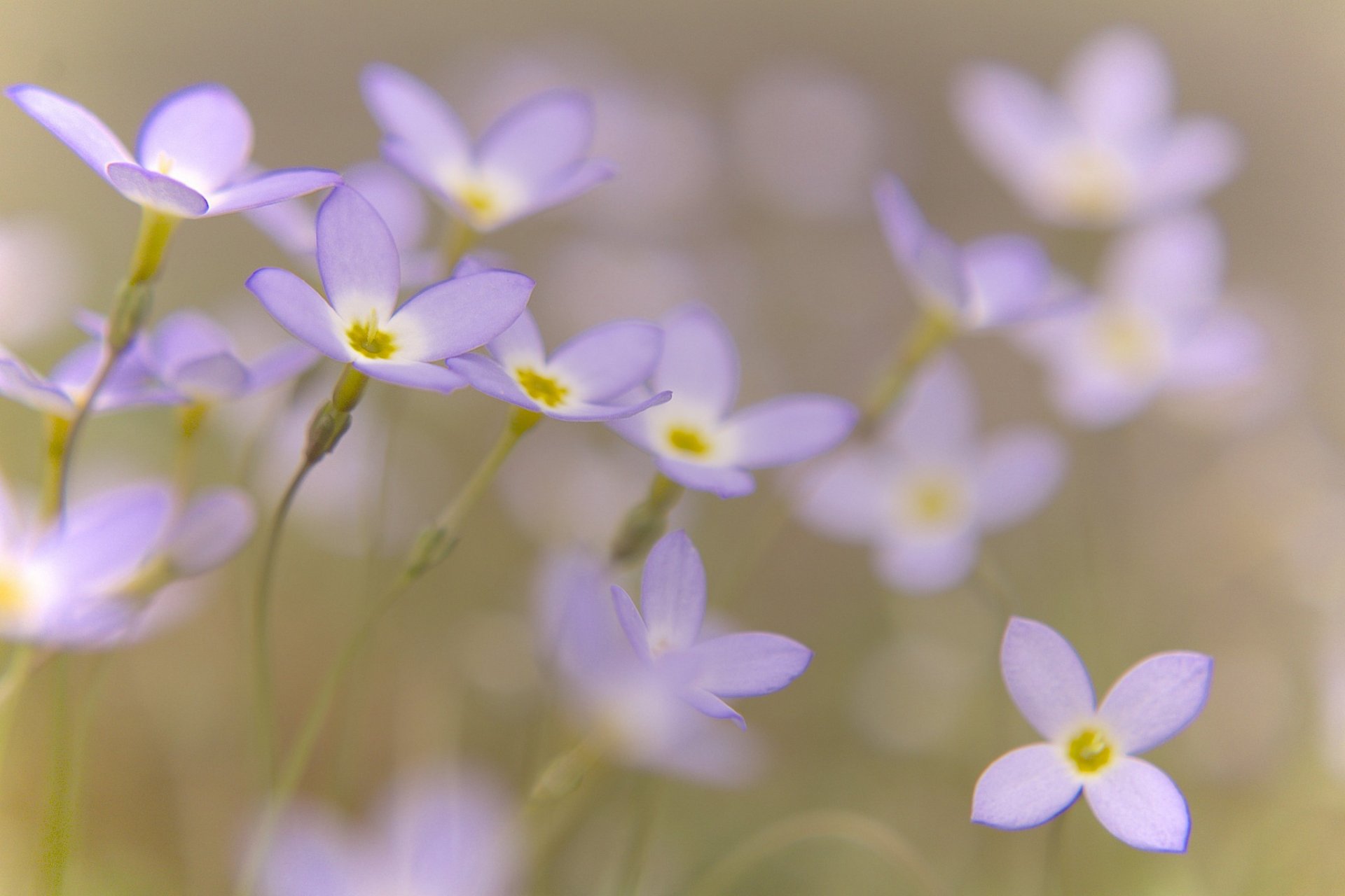 blumen flieder blütenblätter unschärfe