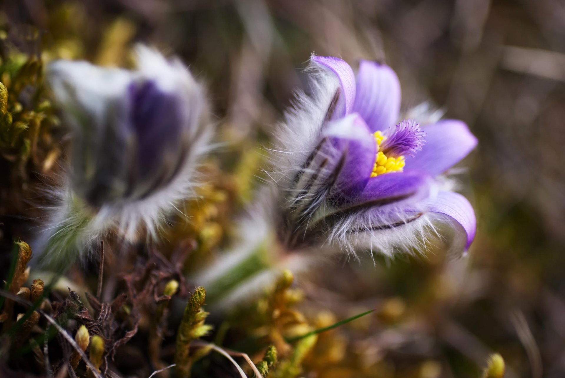 schlaf-gras blumen flieder natur frühling makro unschärfe