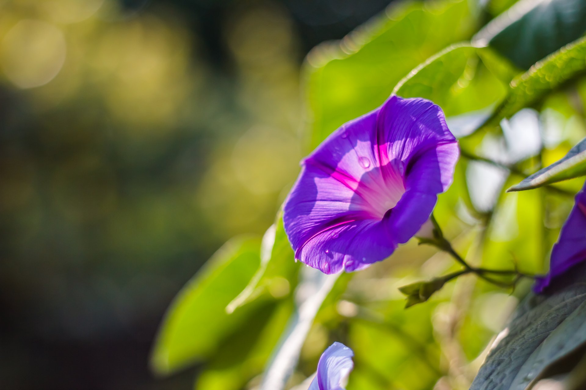 ipomoea lilas violet fleur pétales gros plan