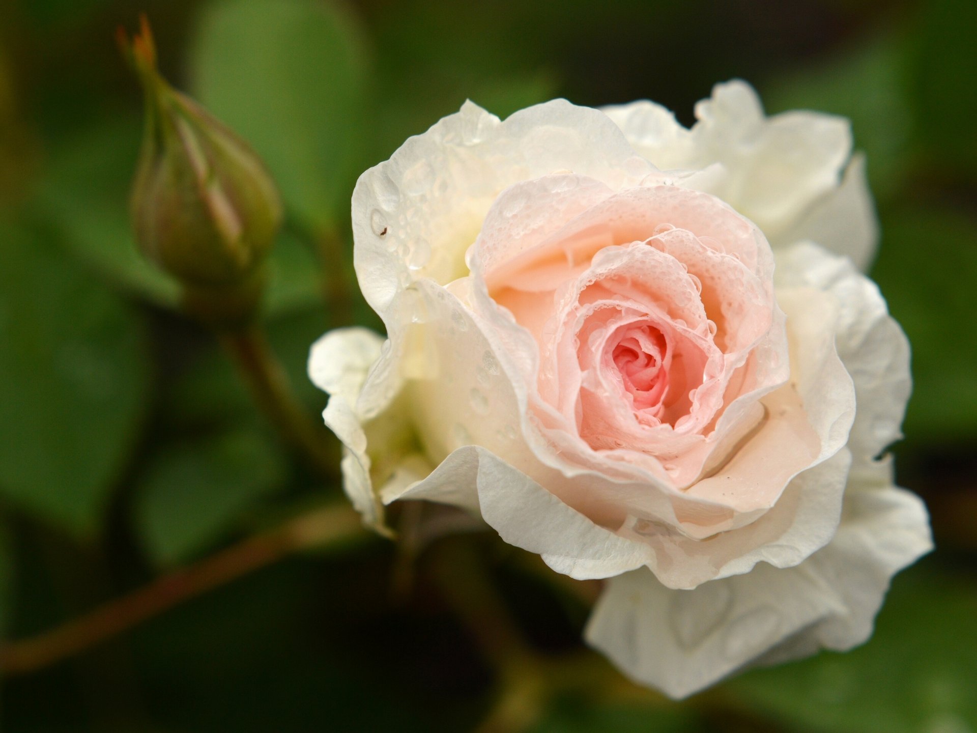 rose bud close up drop