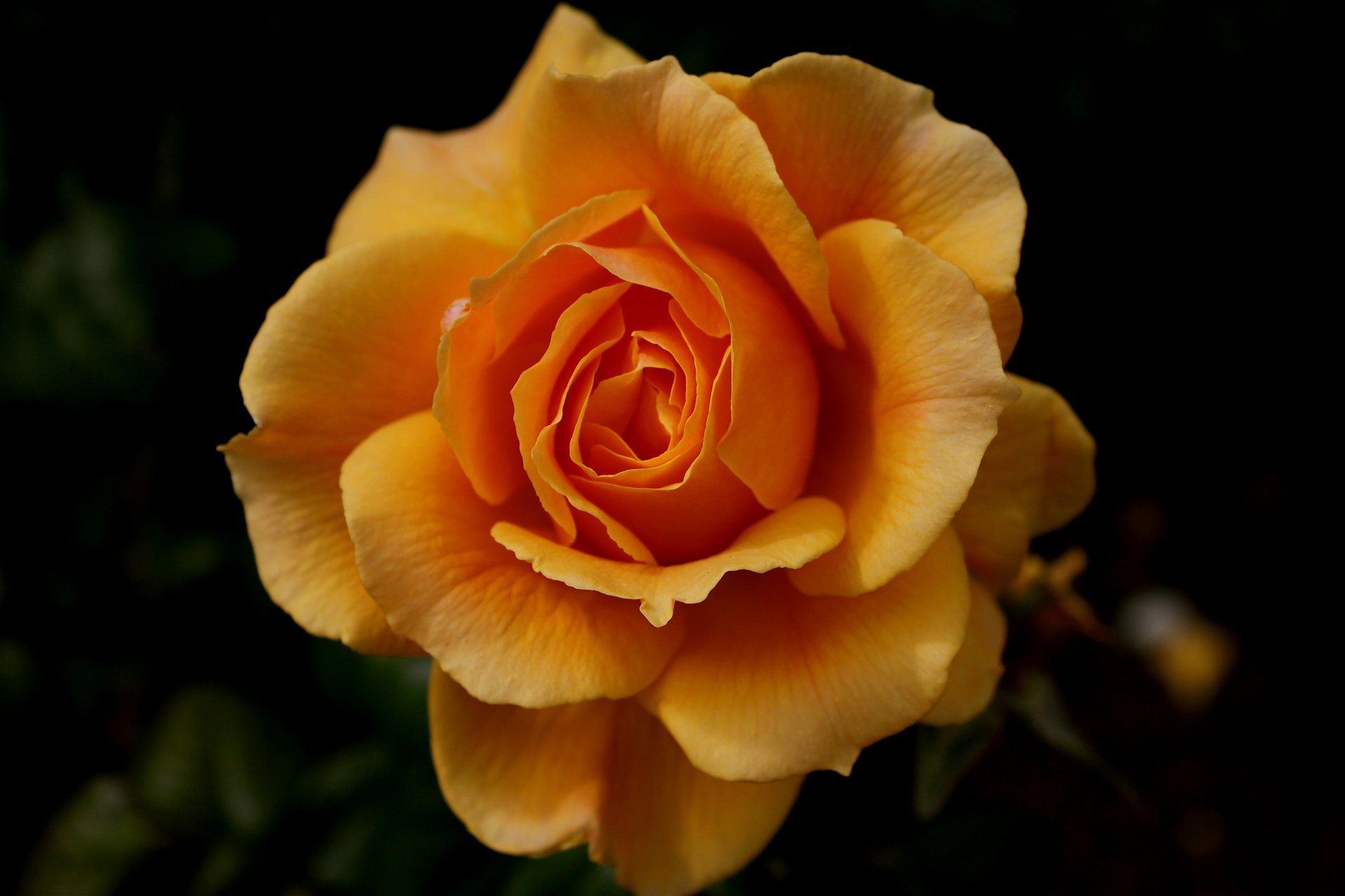 flor rosa naranja fondo oscuro