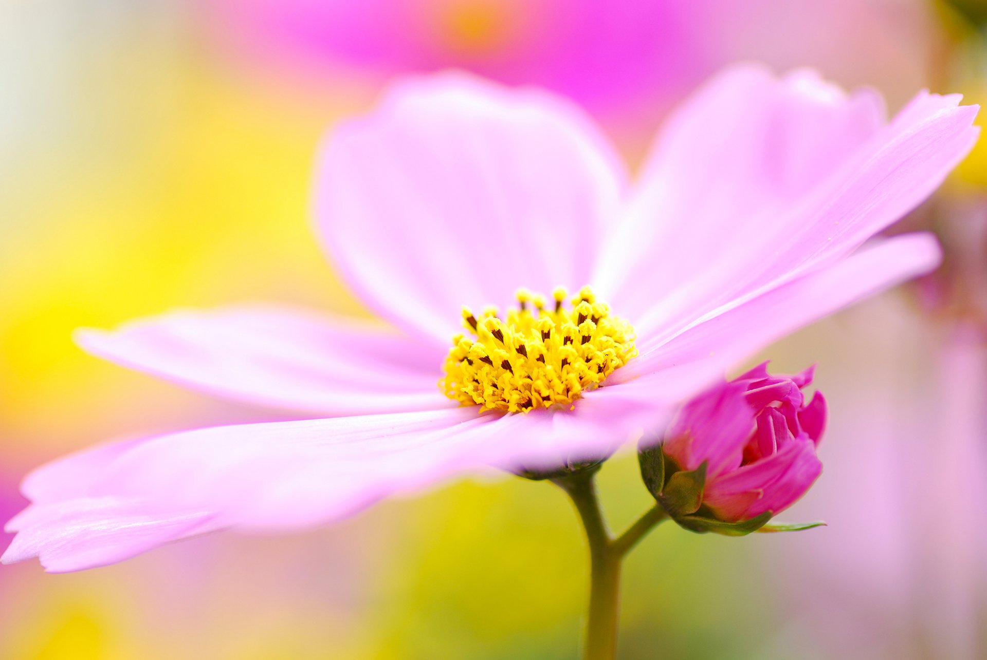 cosmea fleur lilas rose pollen pétales macro flou