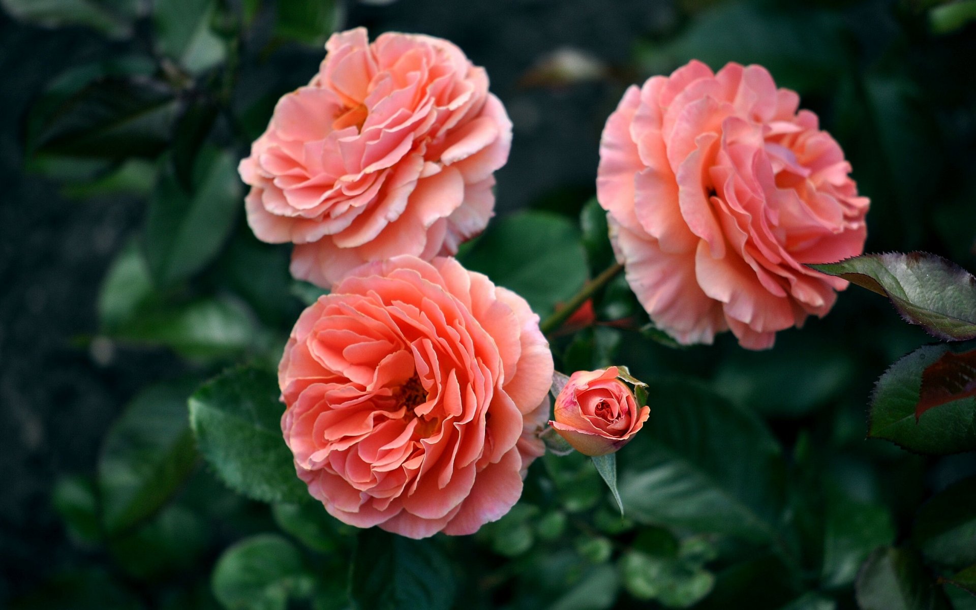 rosas capullo macro