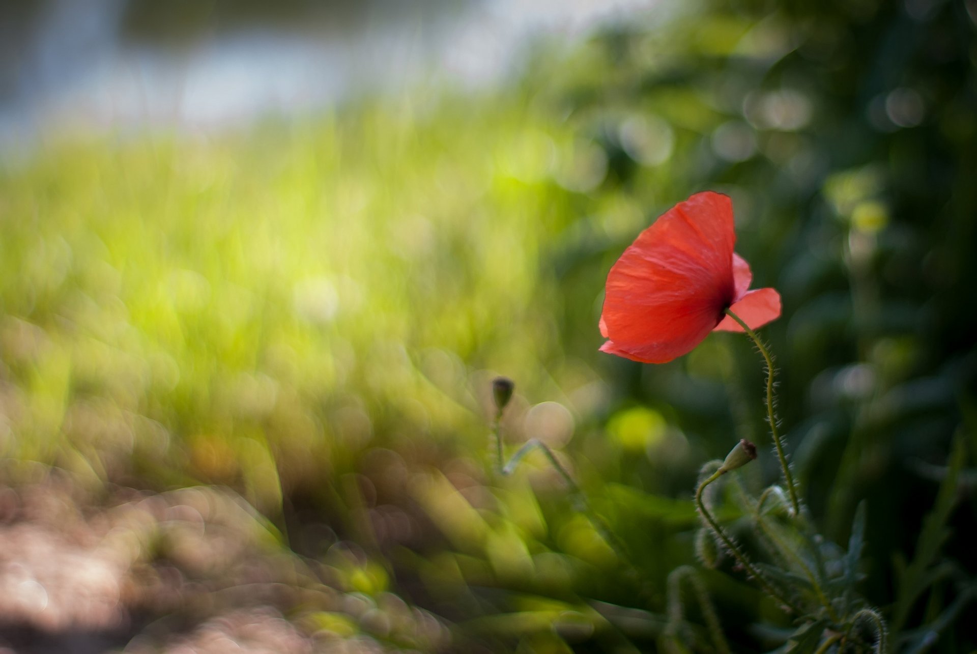 fleur rouge coquelicot flou éblouissement