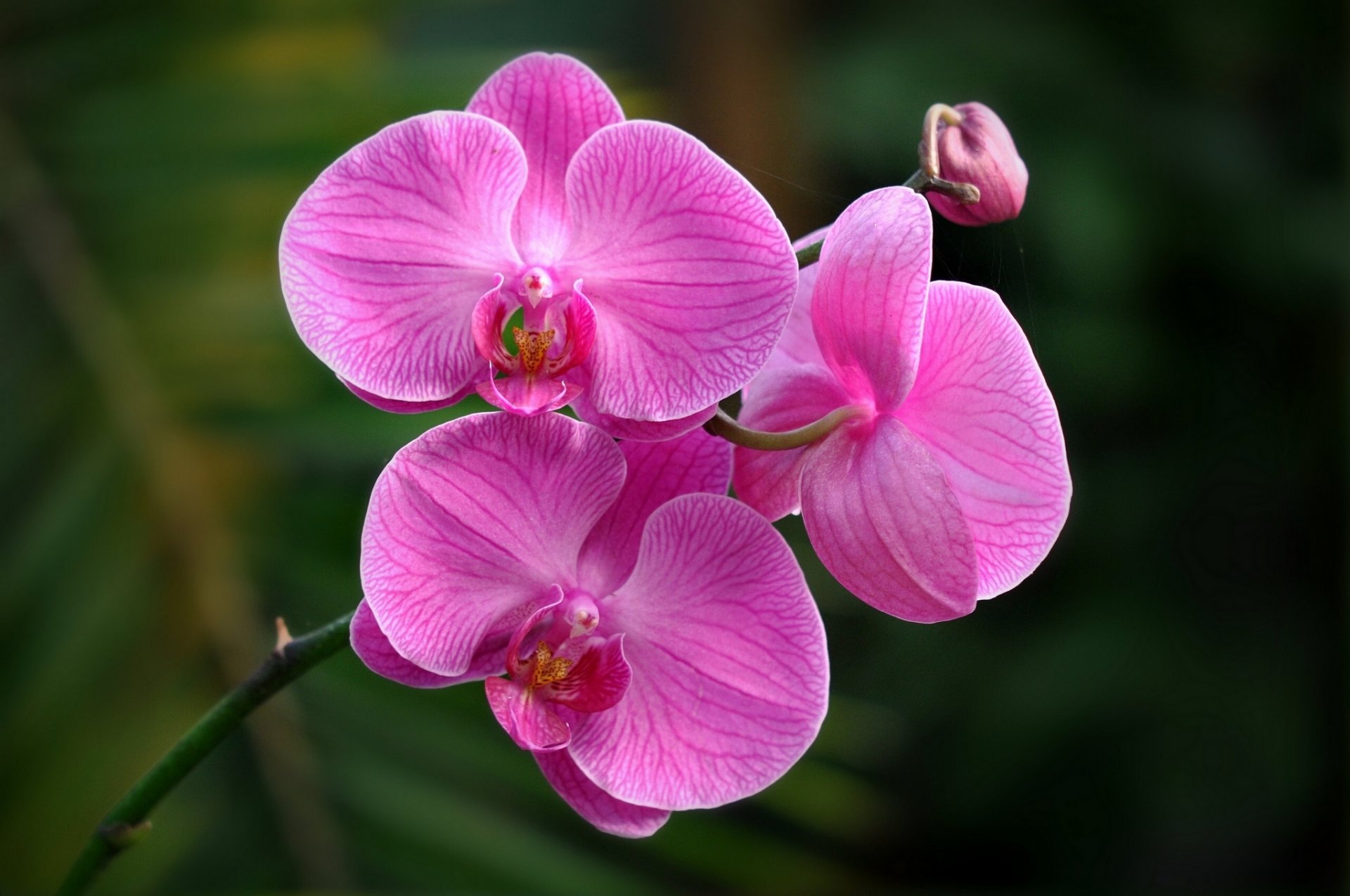 orchidee makro exotisch