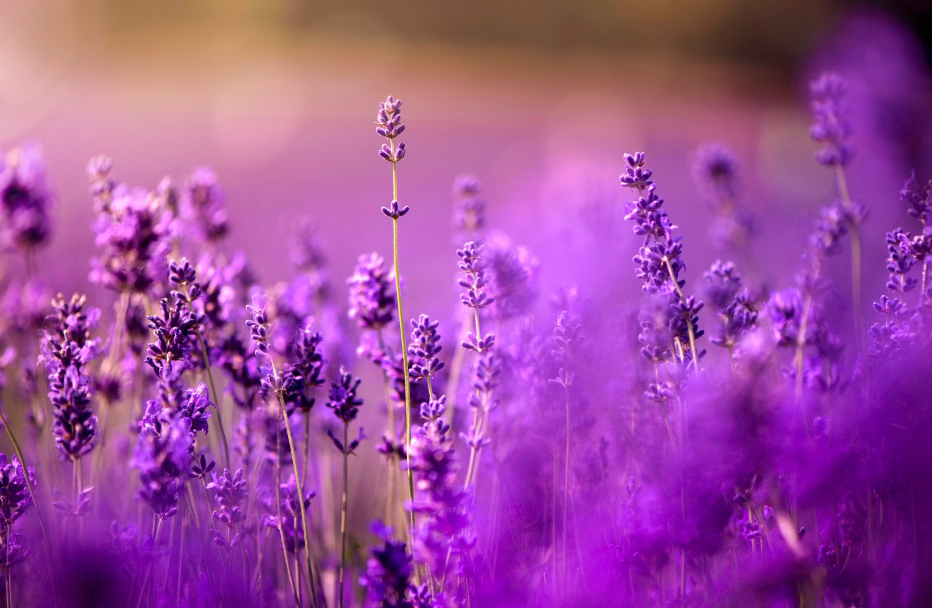 ✿ lavande bokeh lilas tout tout violet