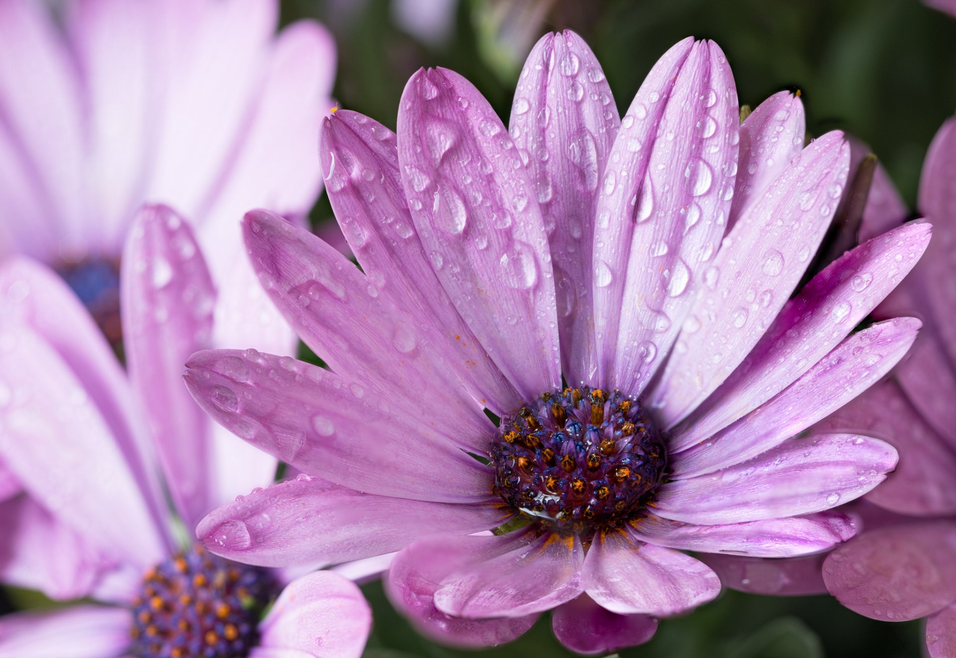 flores lila pétalos gotas después de la lluvia