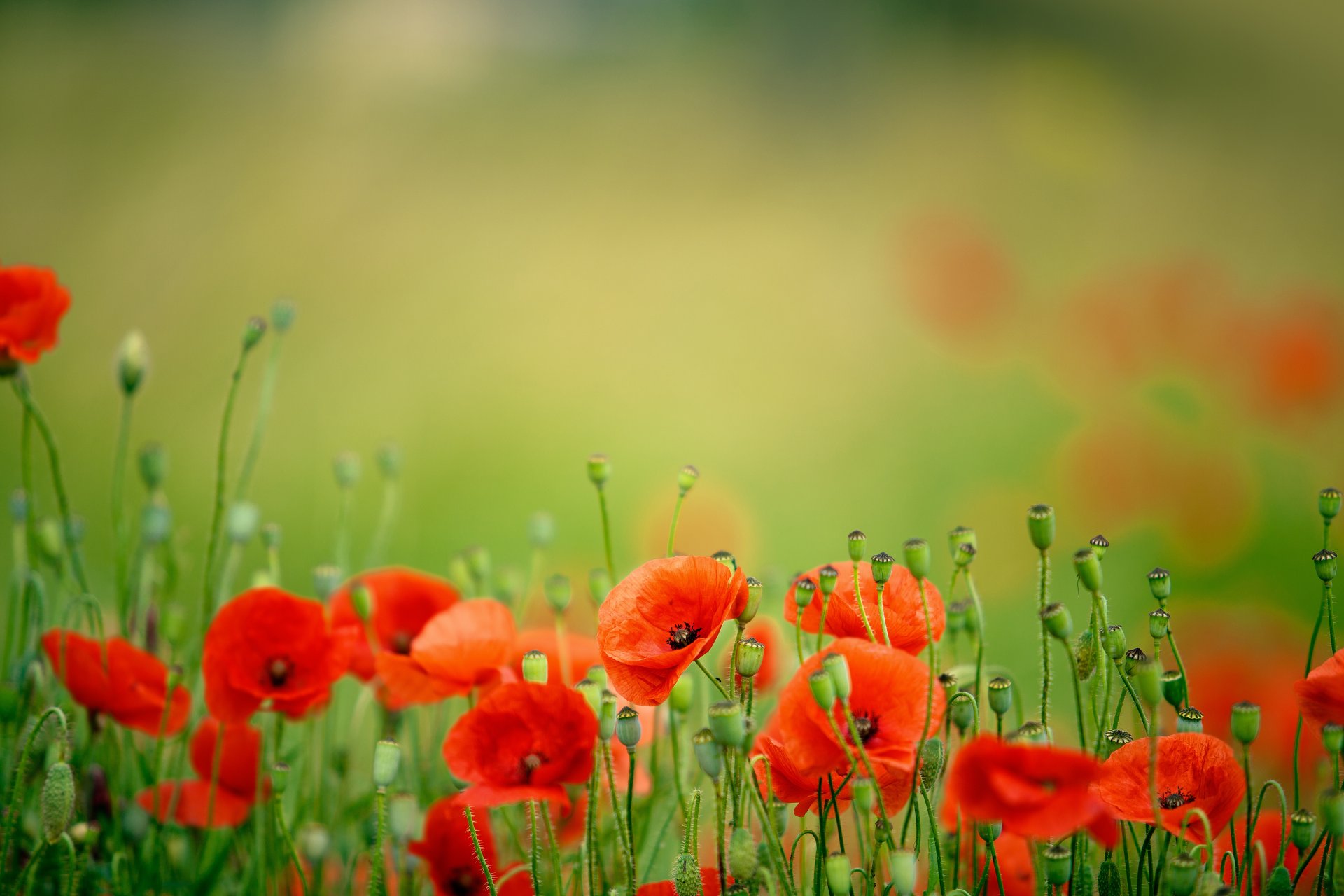 nature fleurs coquelicots pétales printemps champ